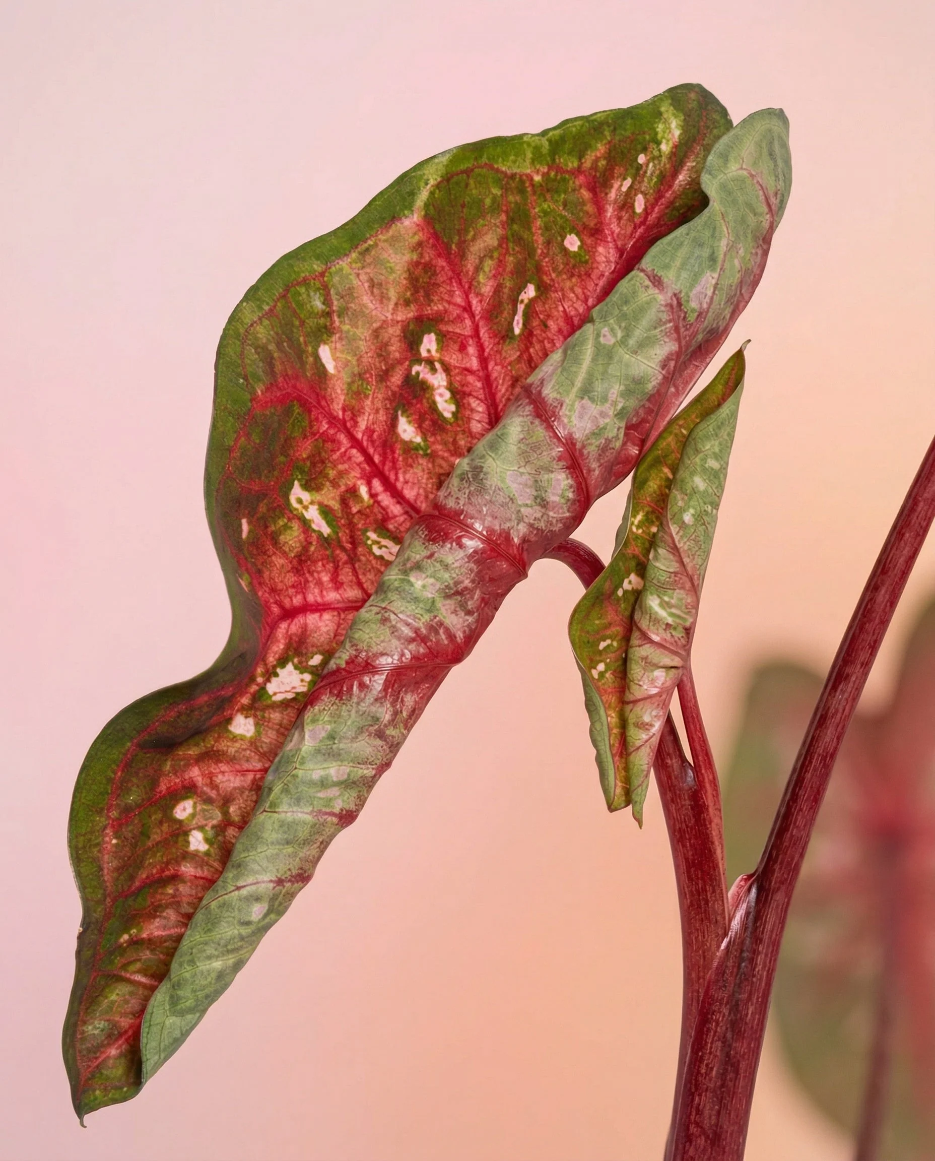 Caladium Duo - Image 11