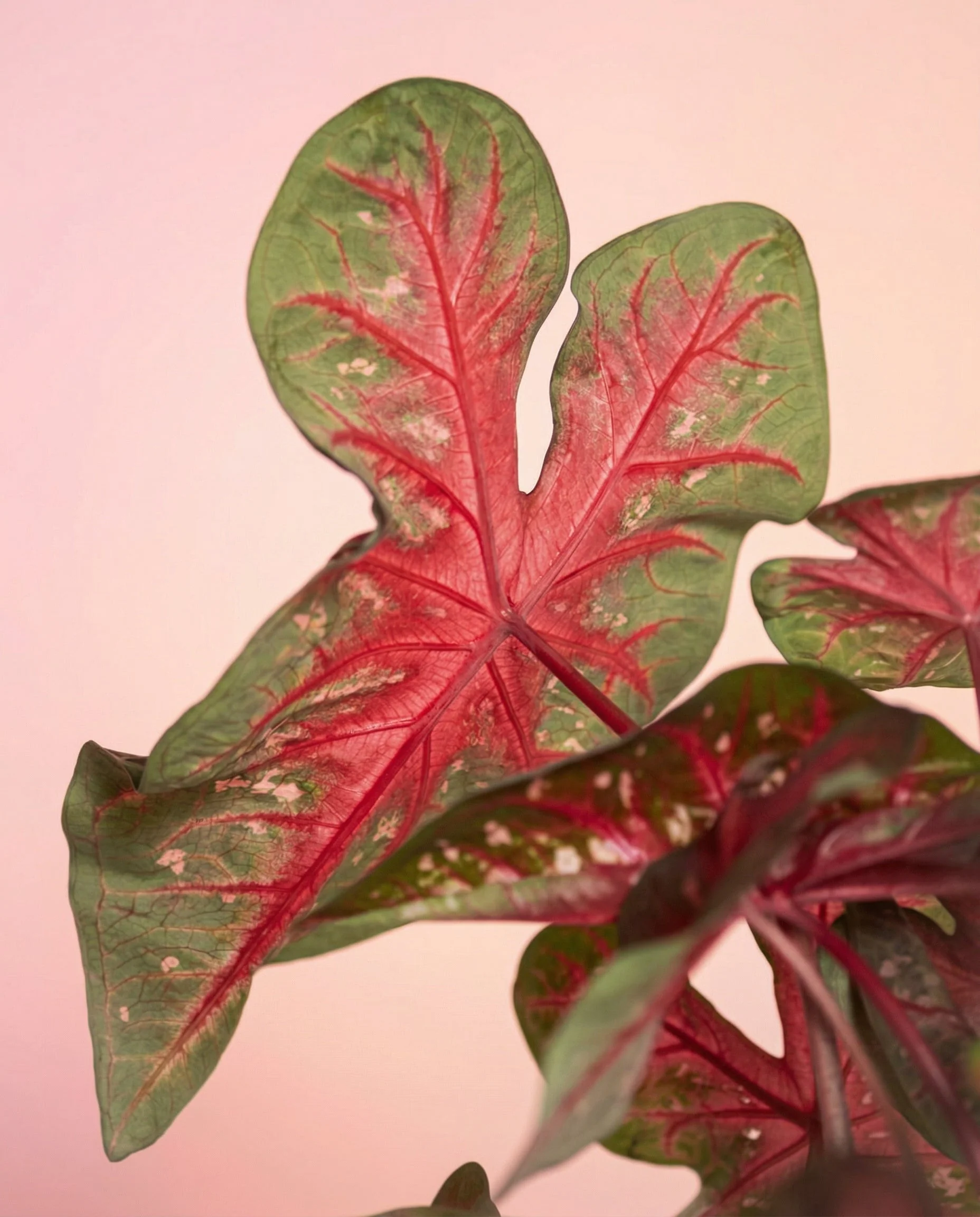 Caladium Duo - Image 13