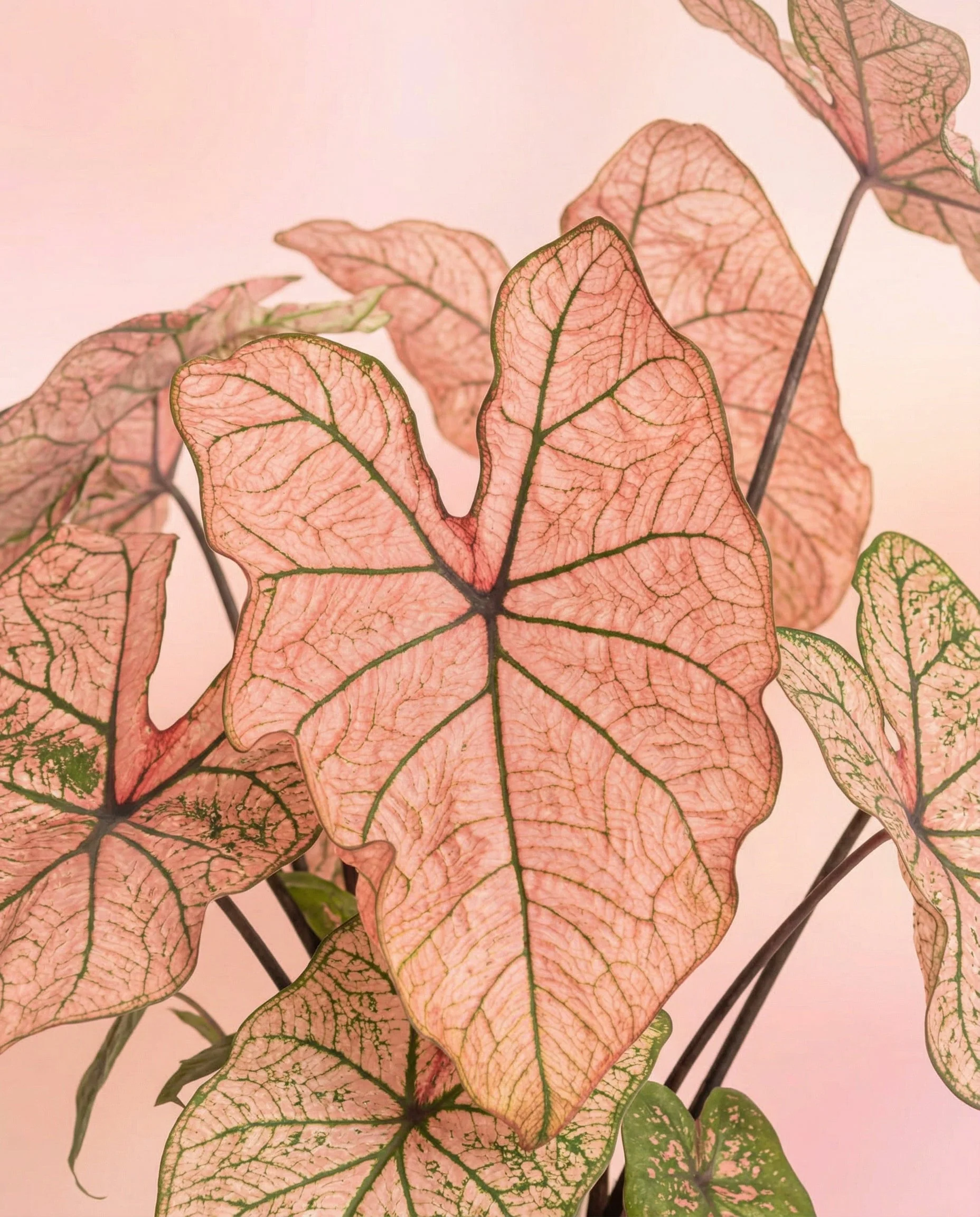 Caladium Duo - Image 14