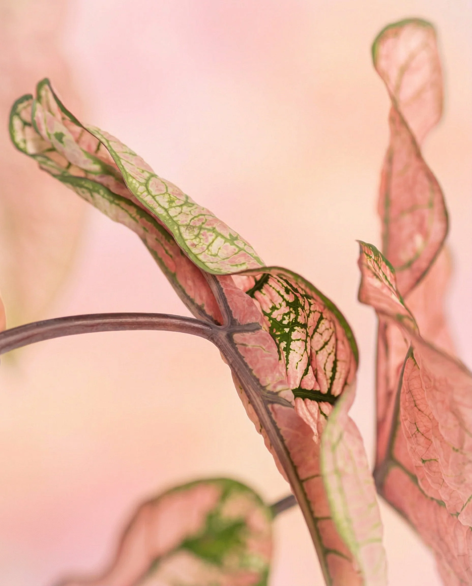 Caladium Duo - Image 16
