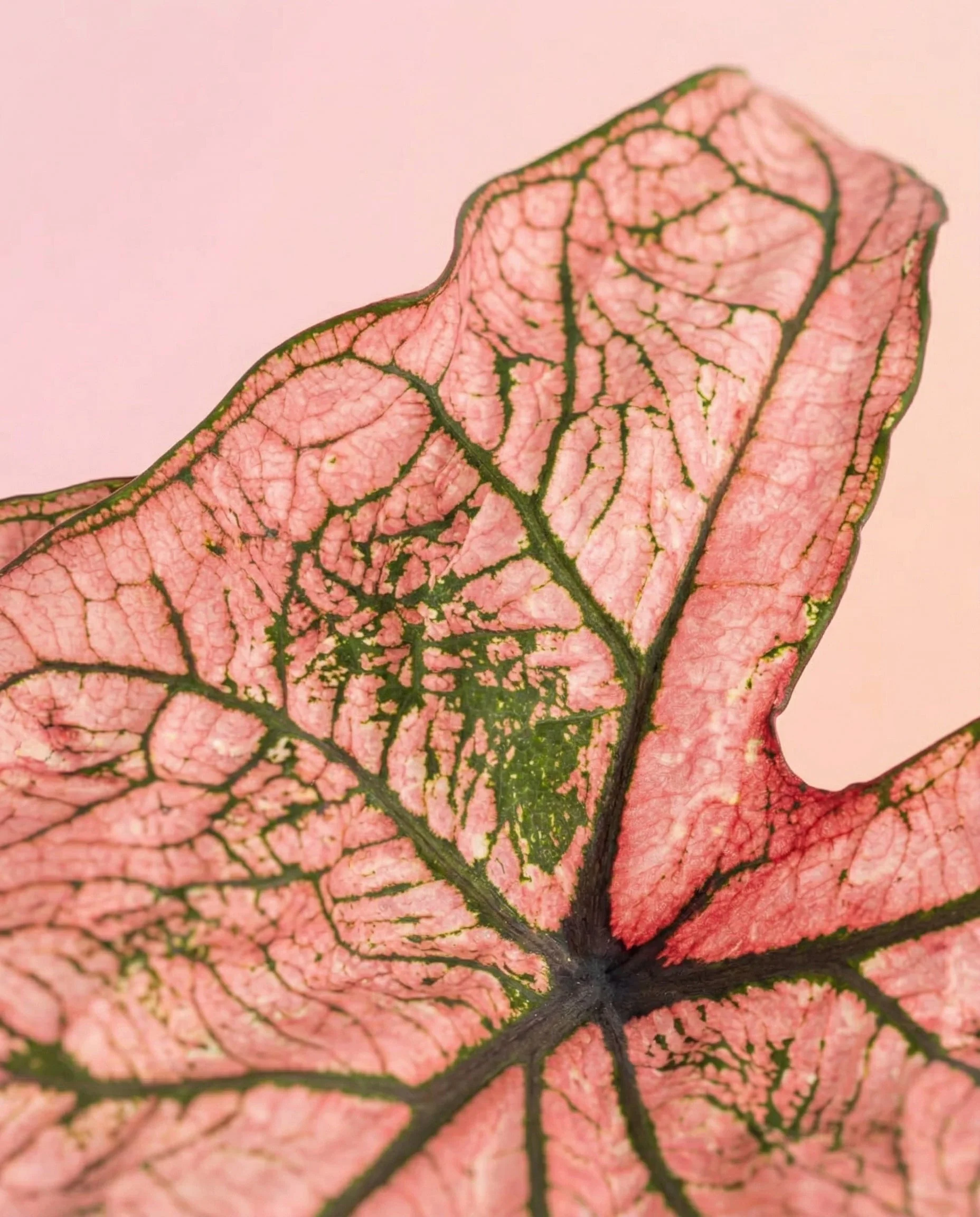 Caladium Duo - Image 17
