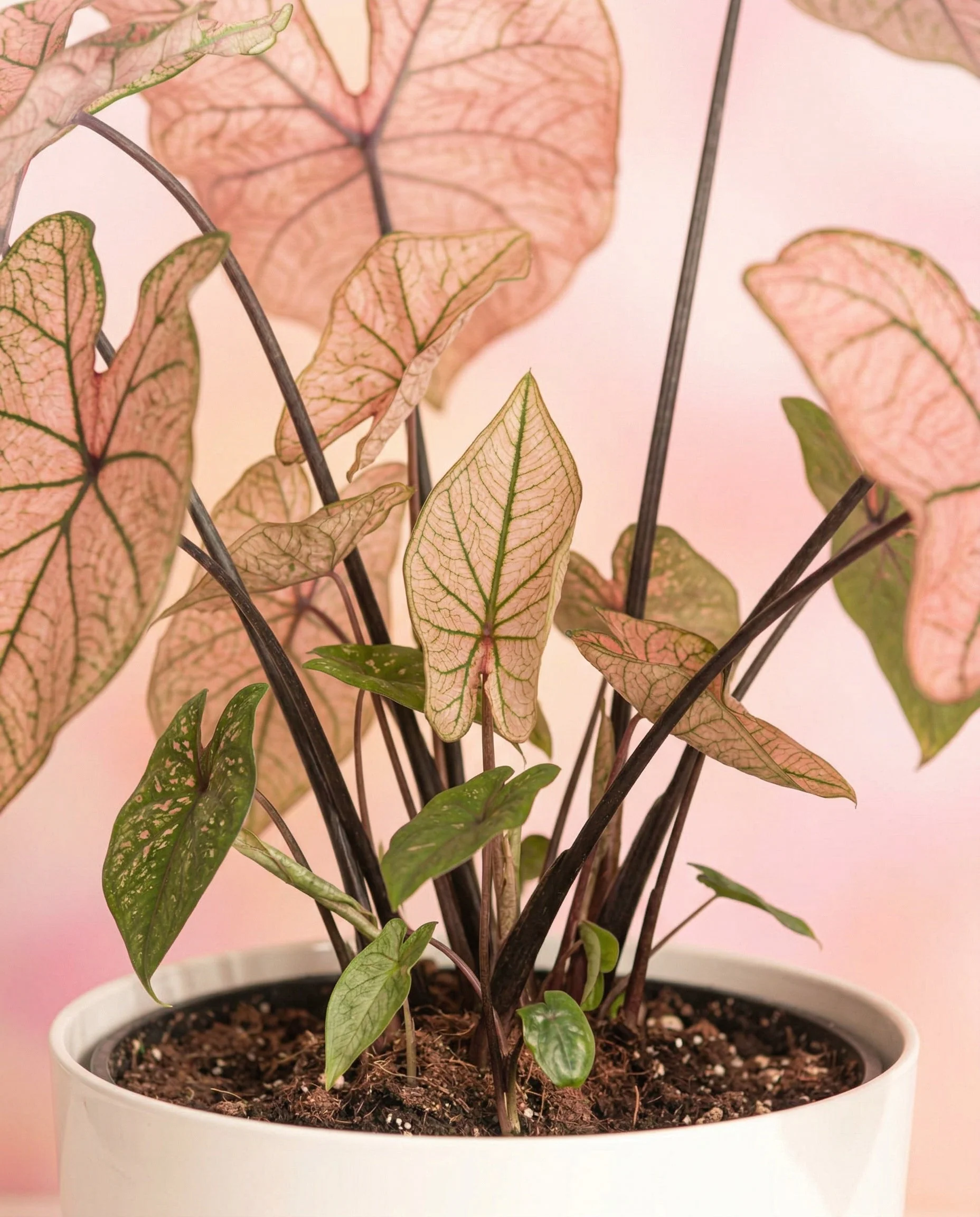 Caladium Duo - Image 18