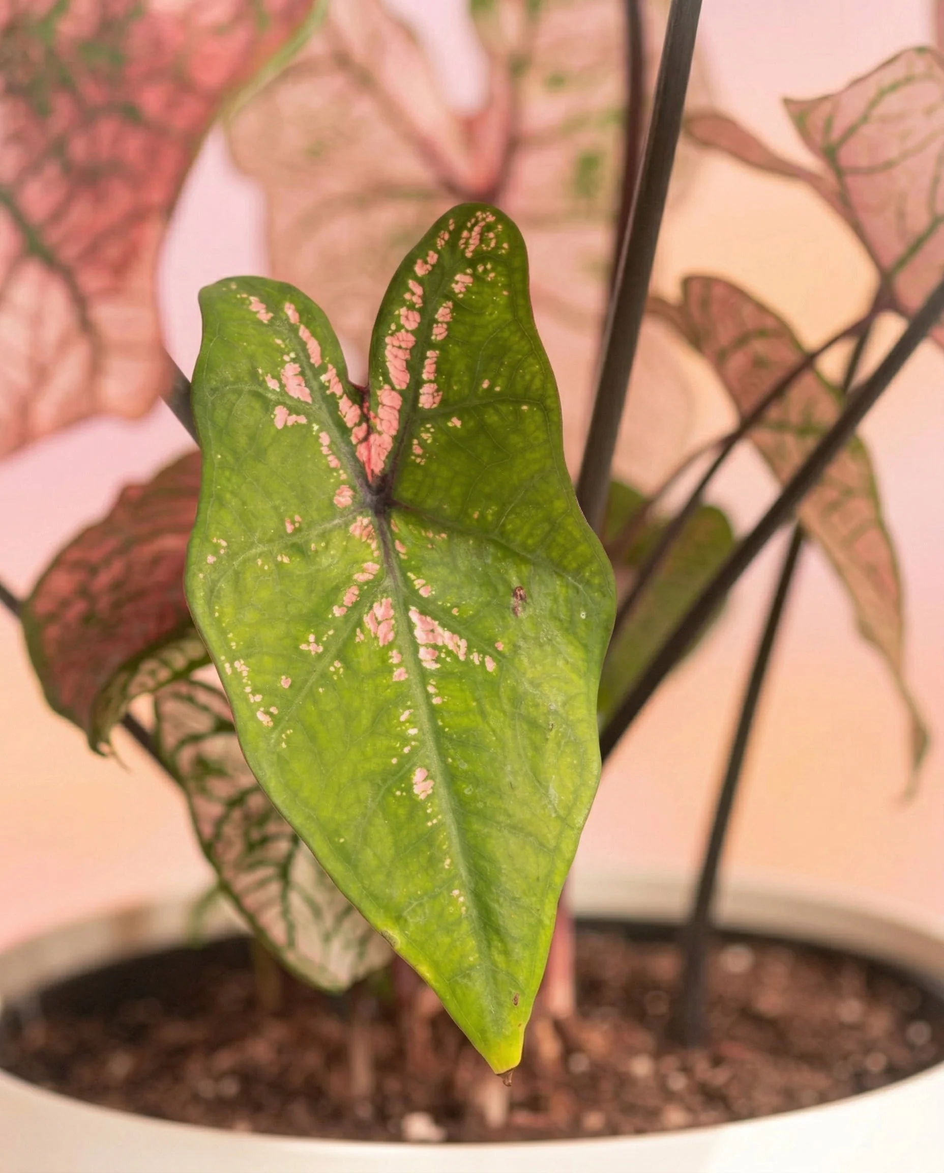 Caladium Duo - Image 19