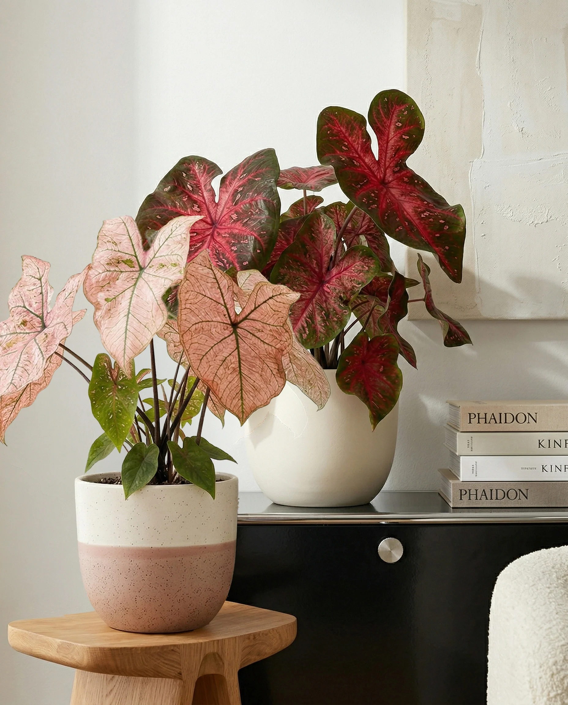 Caladium Duo - Image 2