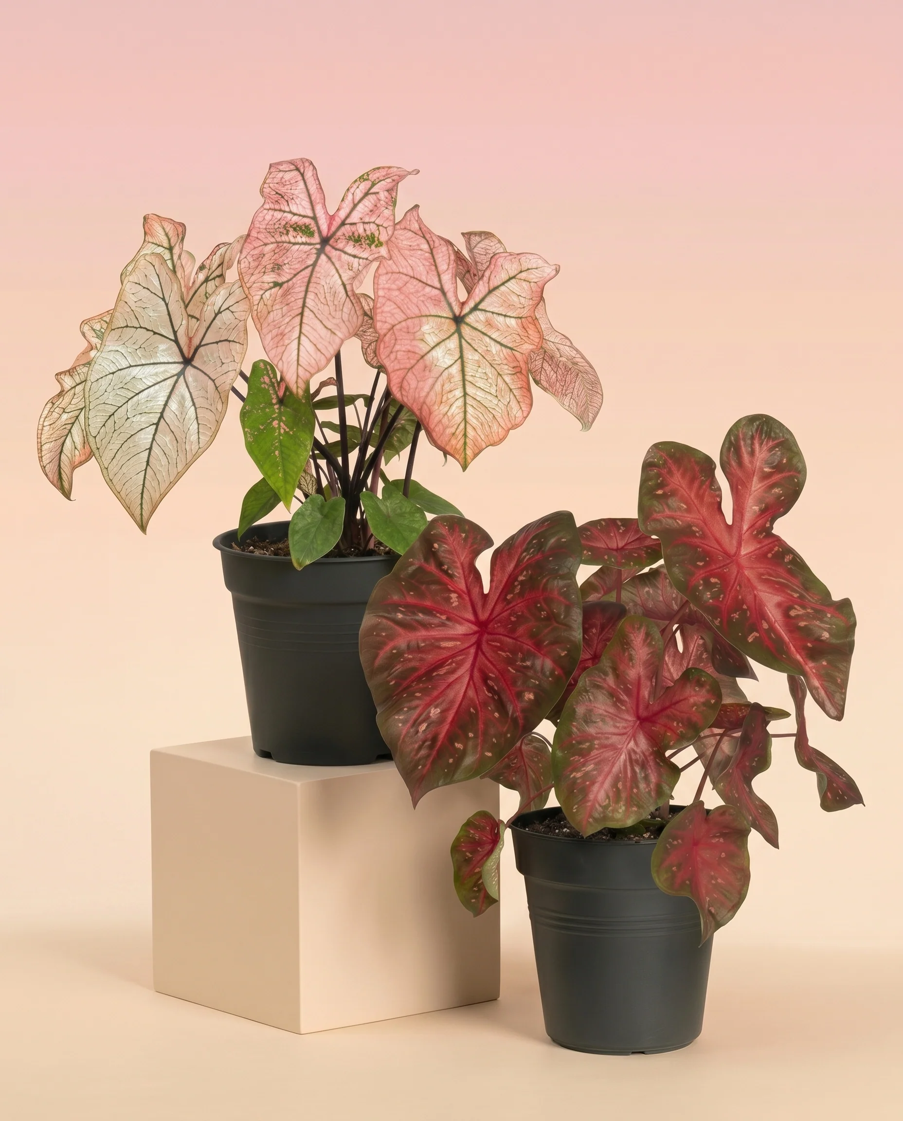 Caladium Duo - Image 3