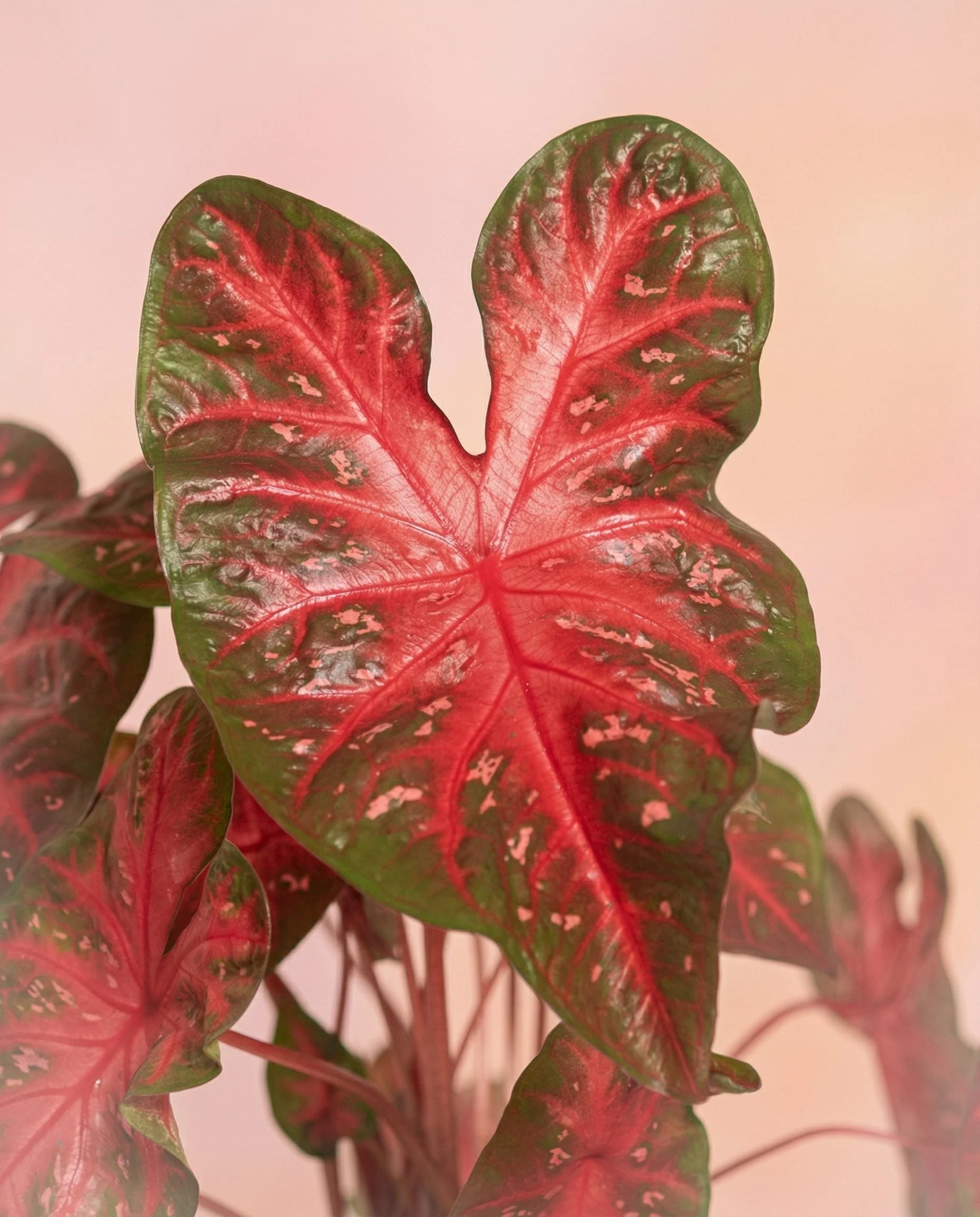 Caladium Duo - Image 4