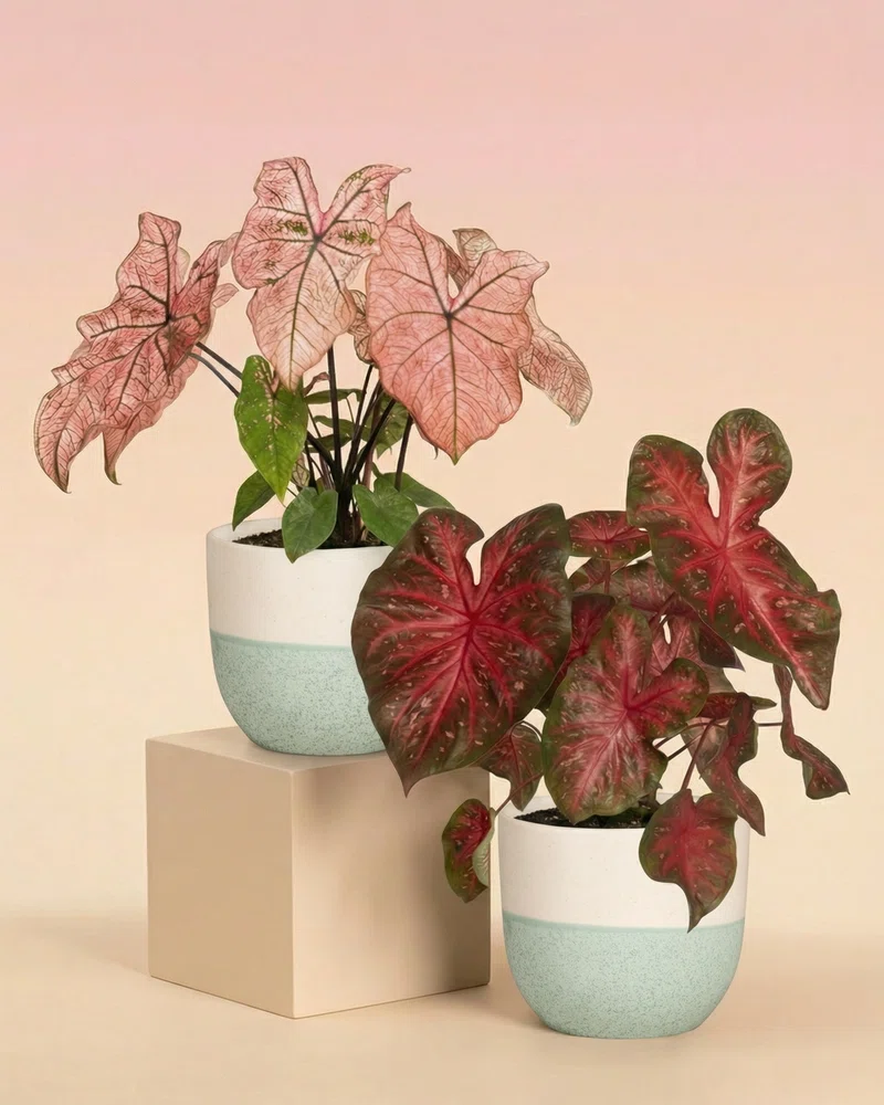 Caladium Duo - Image 5