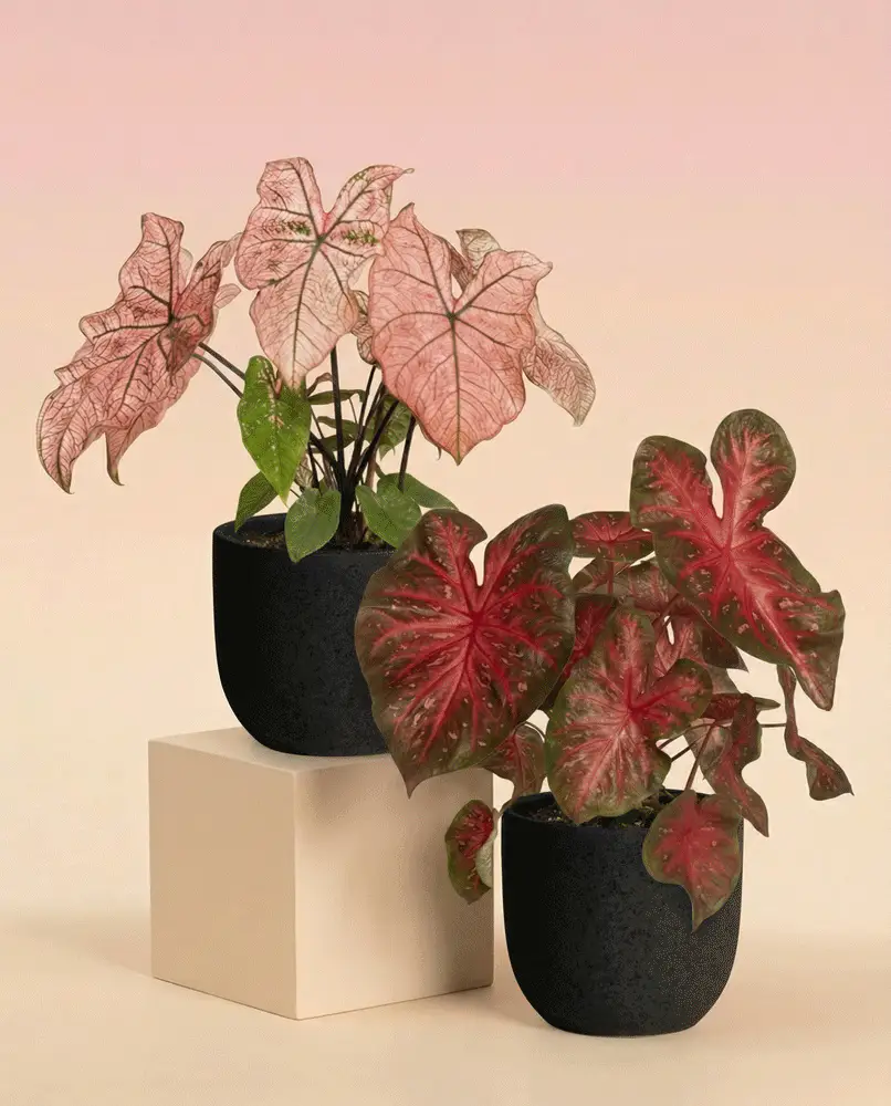 Caladium Duo - Image 6