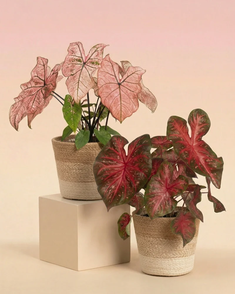 Caladium Duo - Image 7