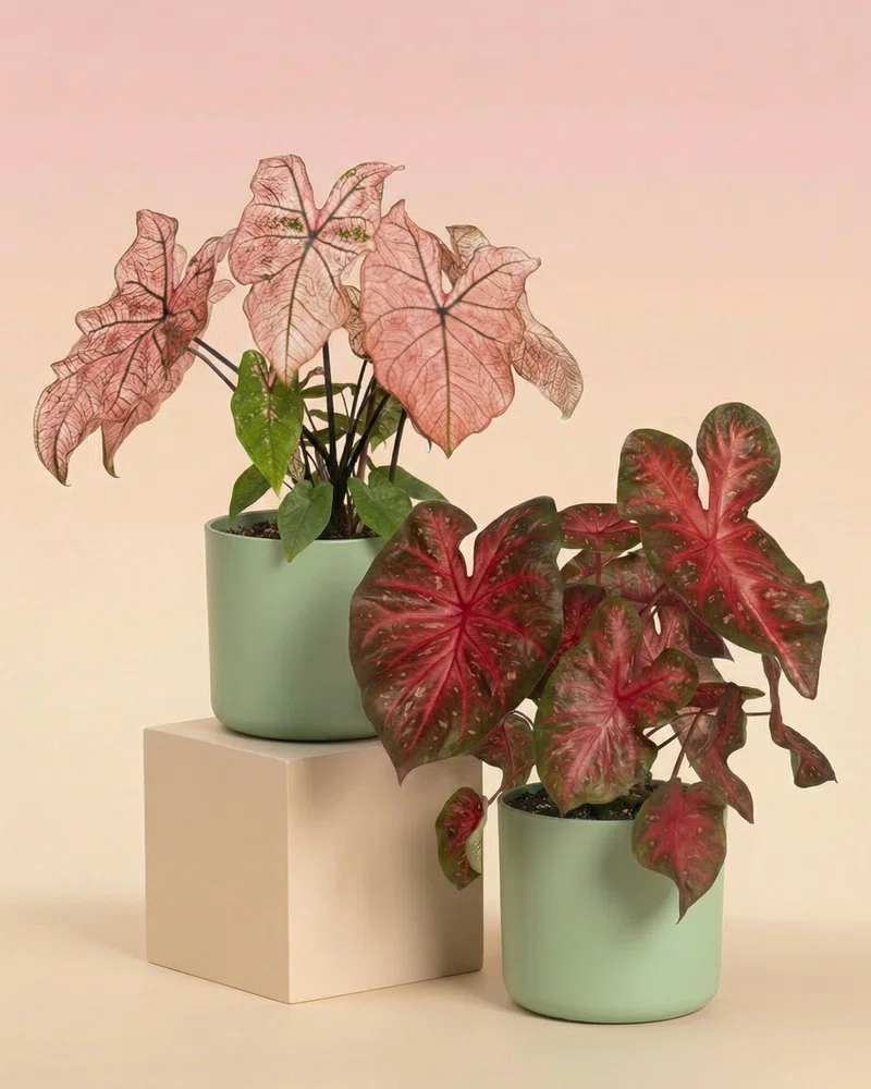 Caladium Duo - Image 8