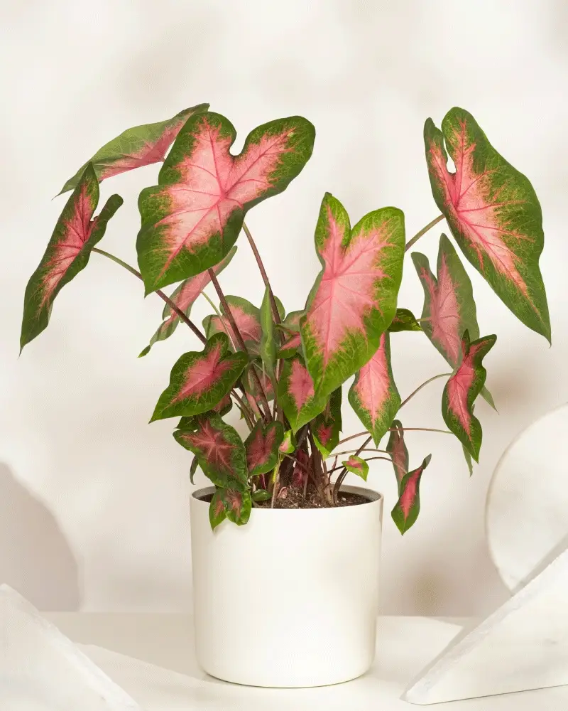 Caladium 'Kathleen' - Image 5