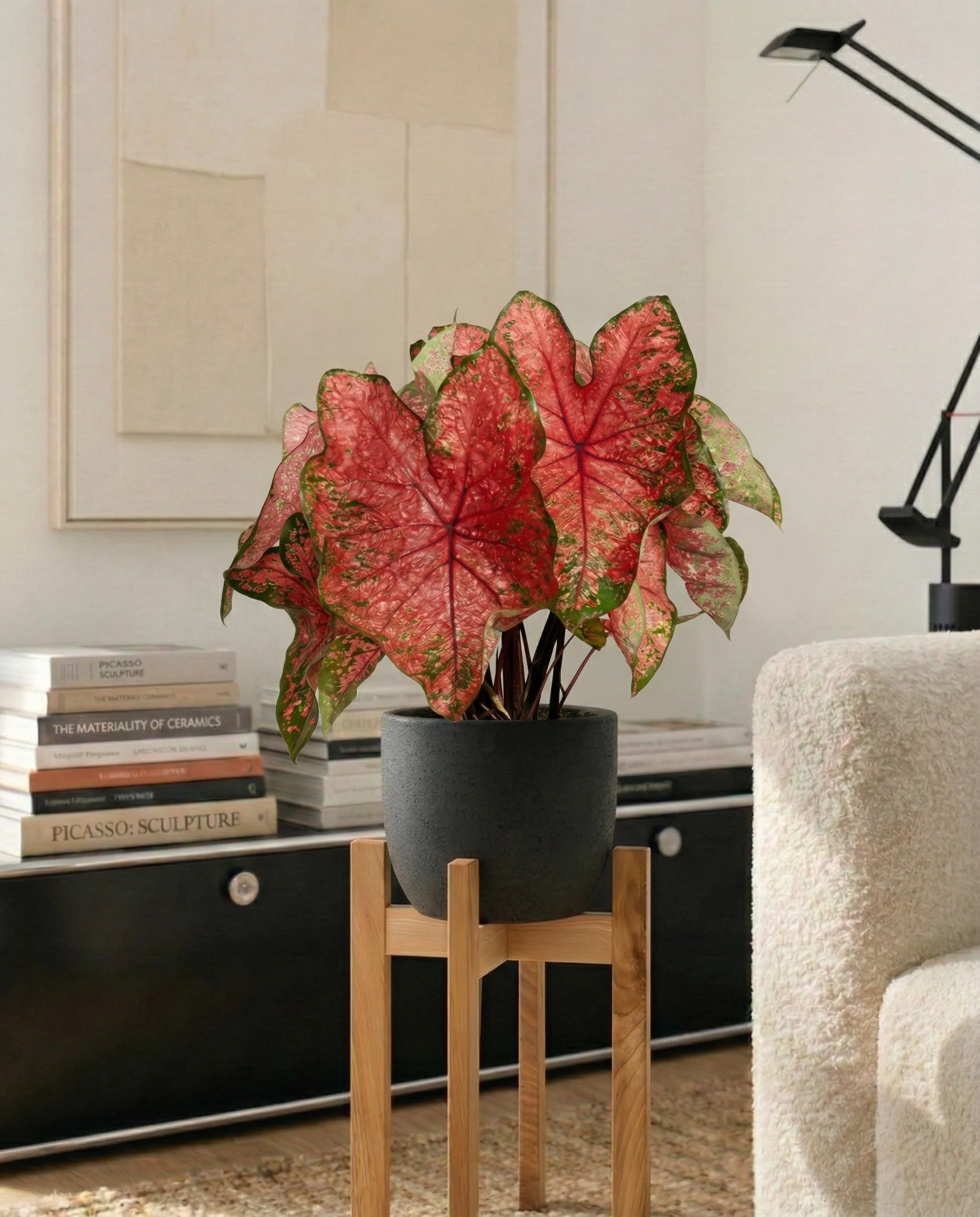 Caladium 'Lava Glow' - Image 10