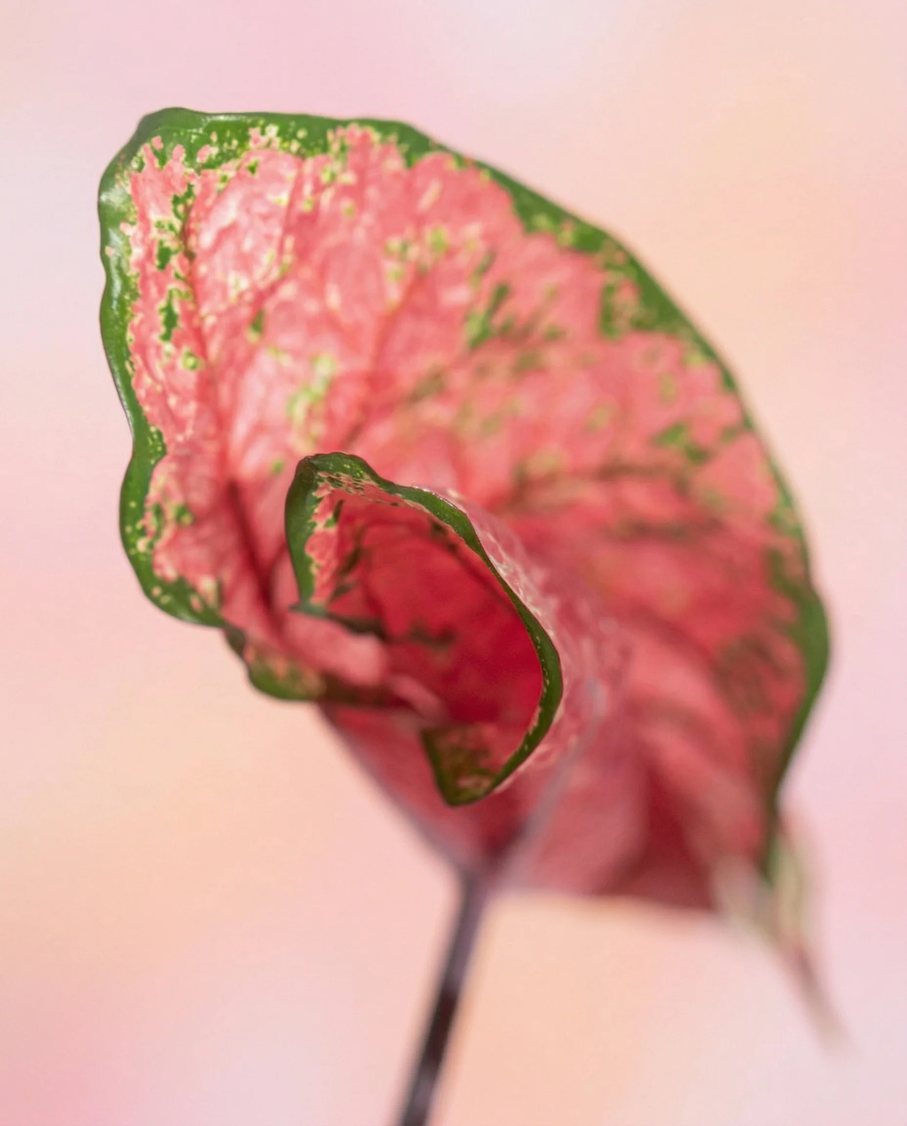 Caladium 'Lava Glow' - Image 11