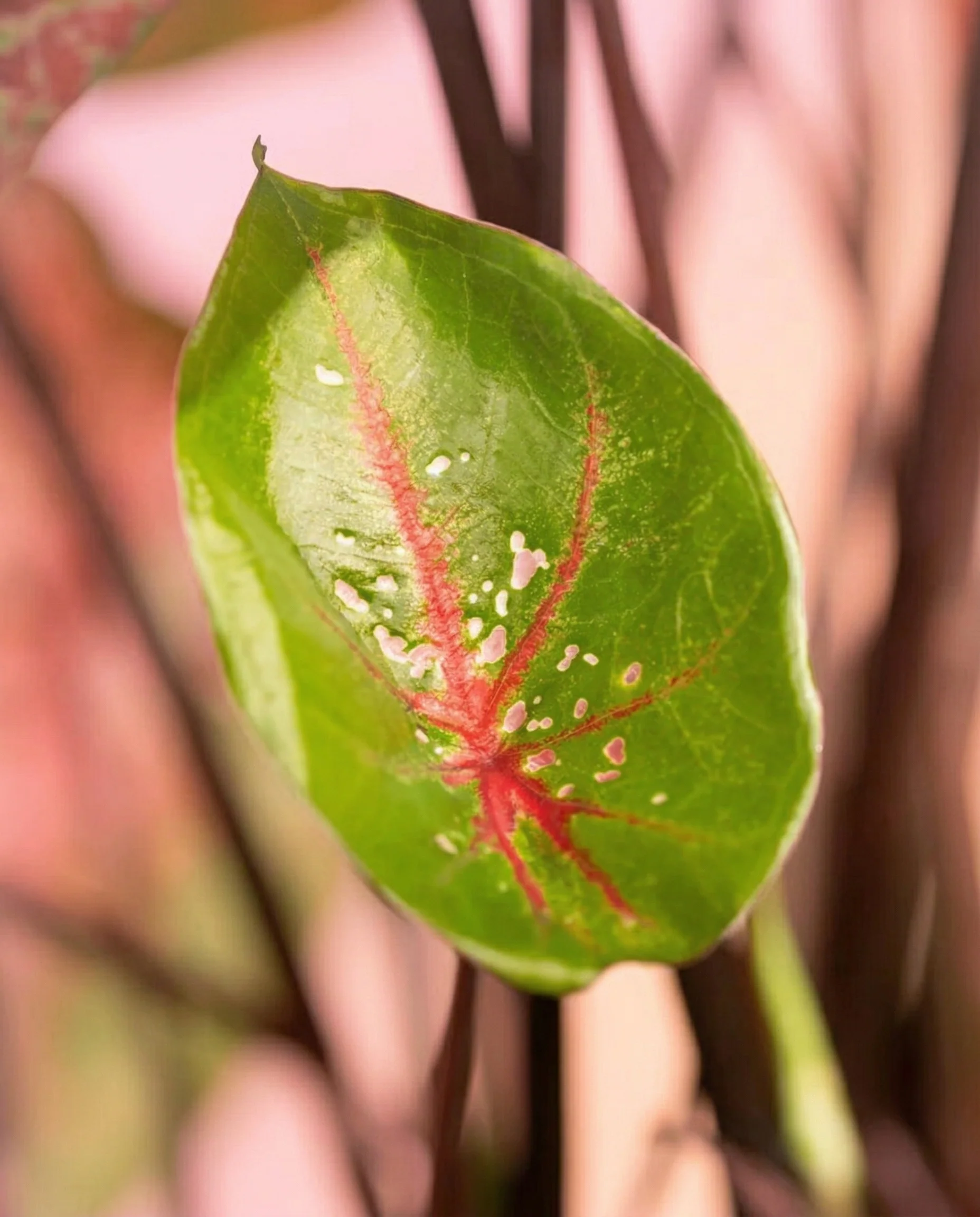 Caladium 'Lava Glow' - Image 12