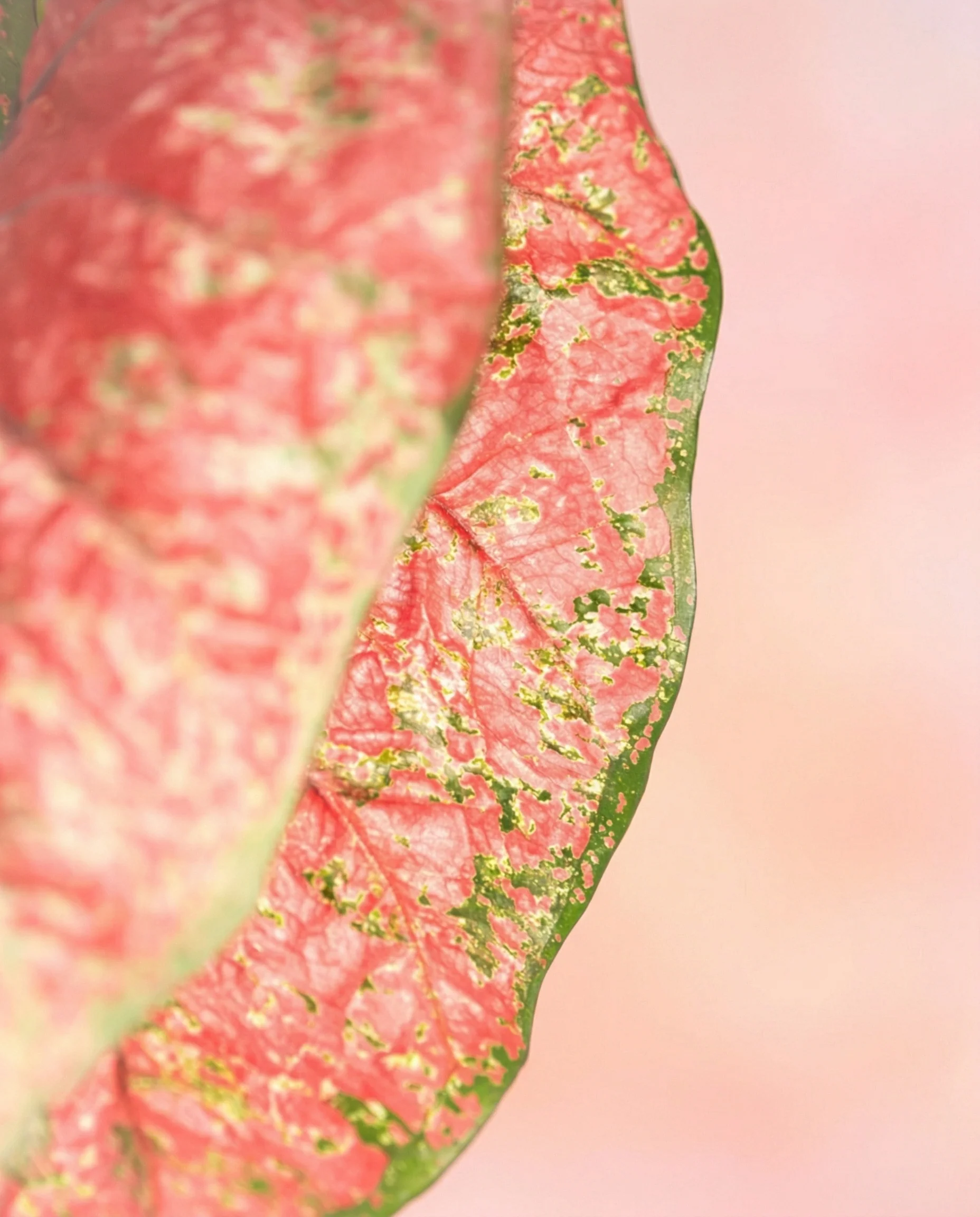 Caladium 'Lava Glow' - Image 13