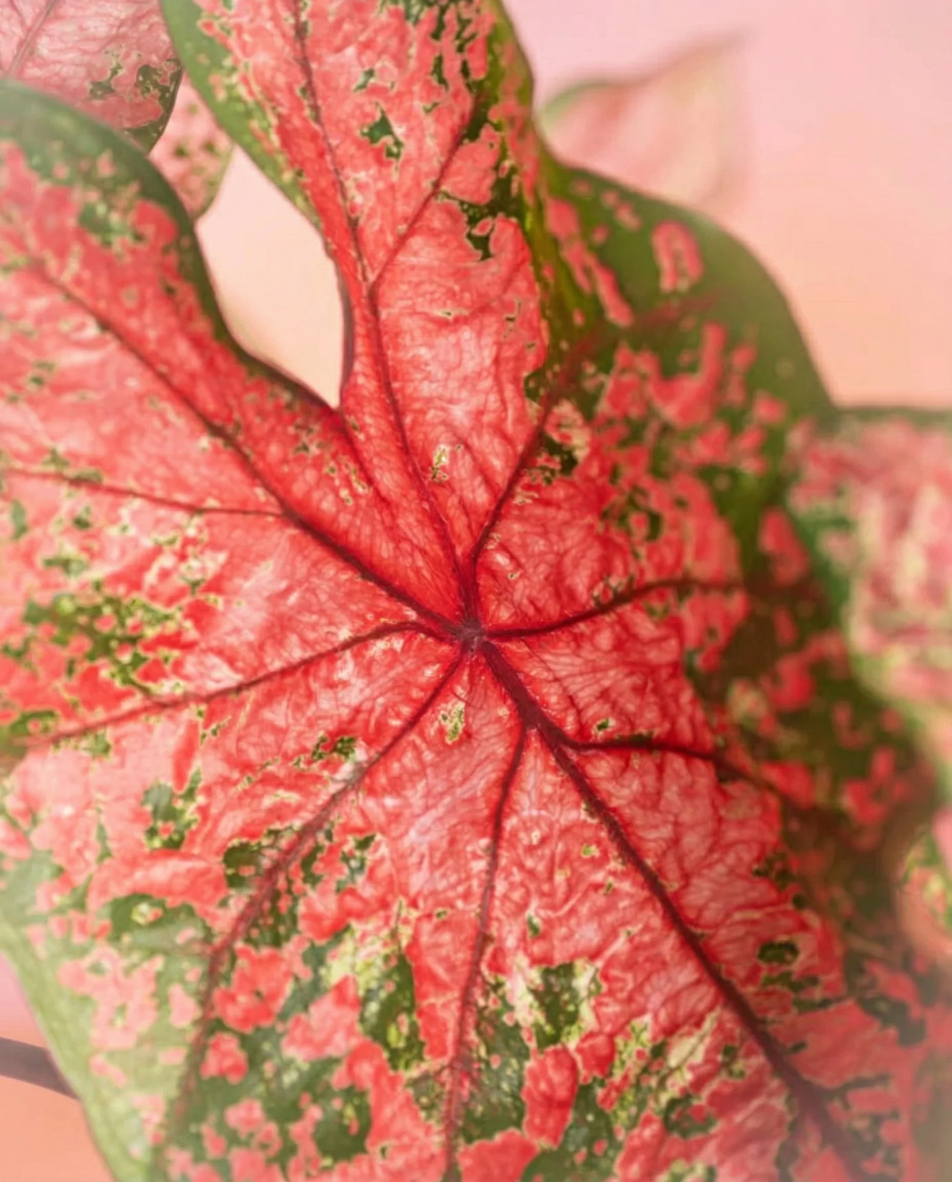 Caladium 'Lava Glow' - Image 14