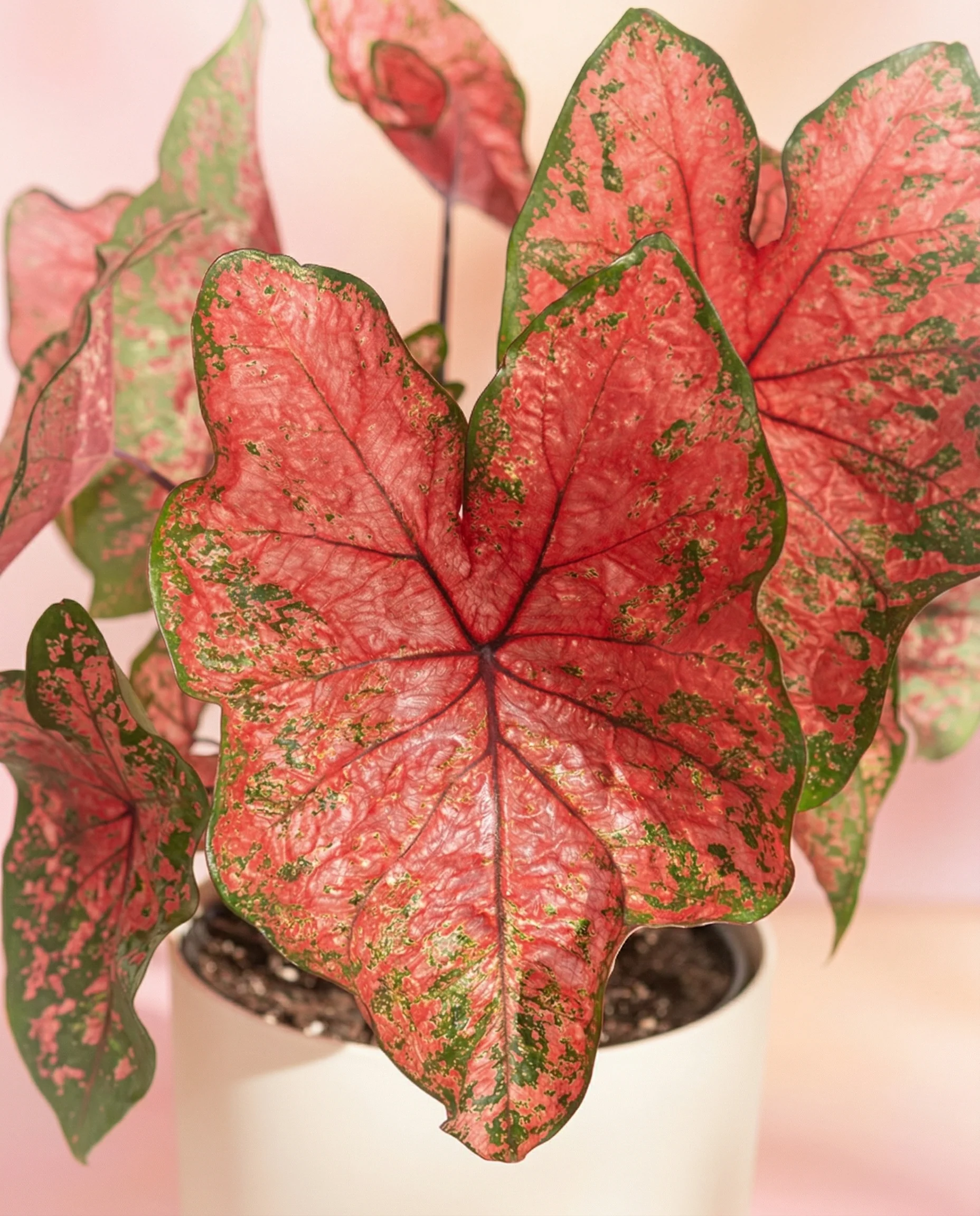 Caladium 'Lava Glow' - Image 2