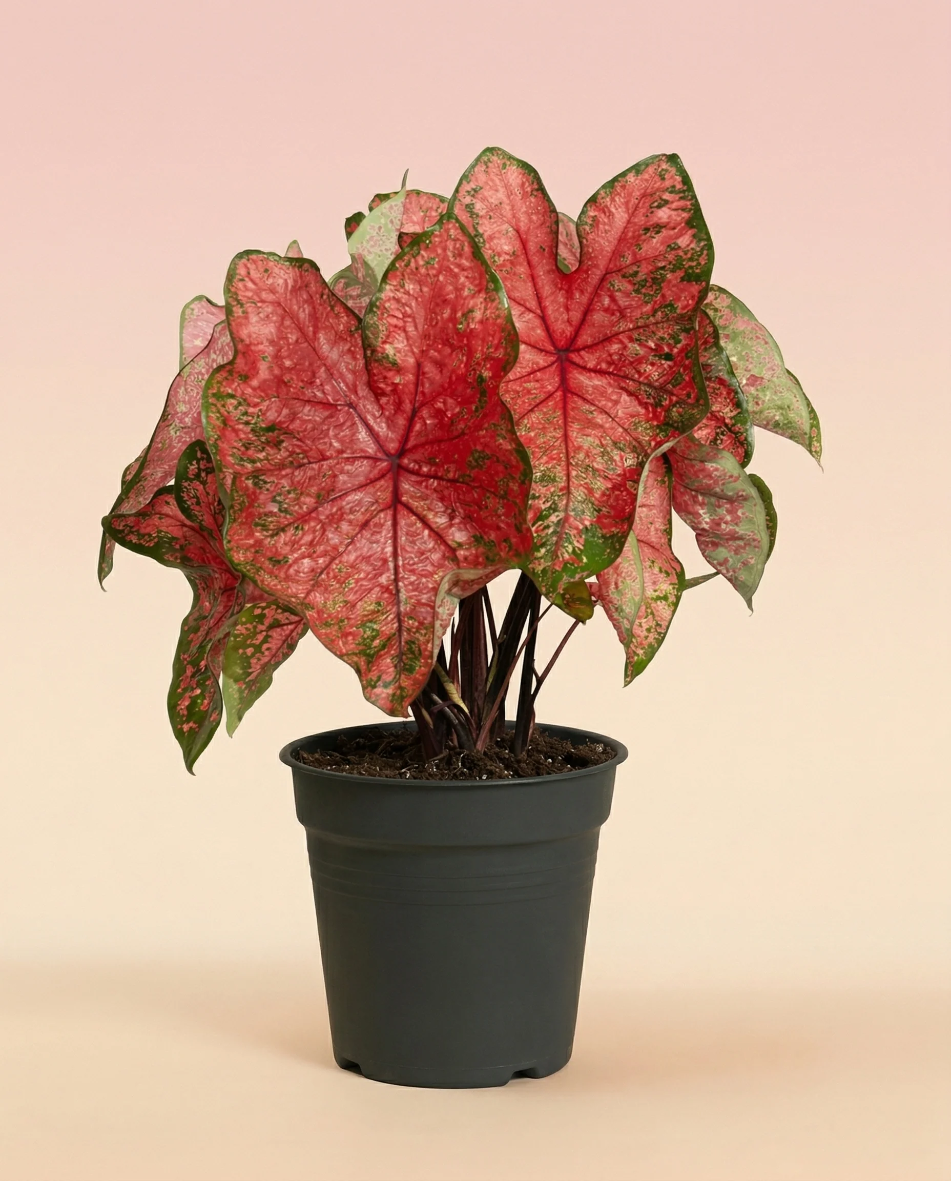 Caladium 'Lava Glow' - Image 3