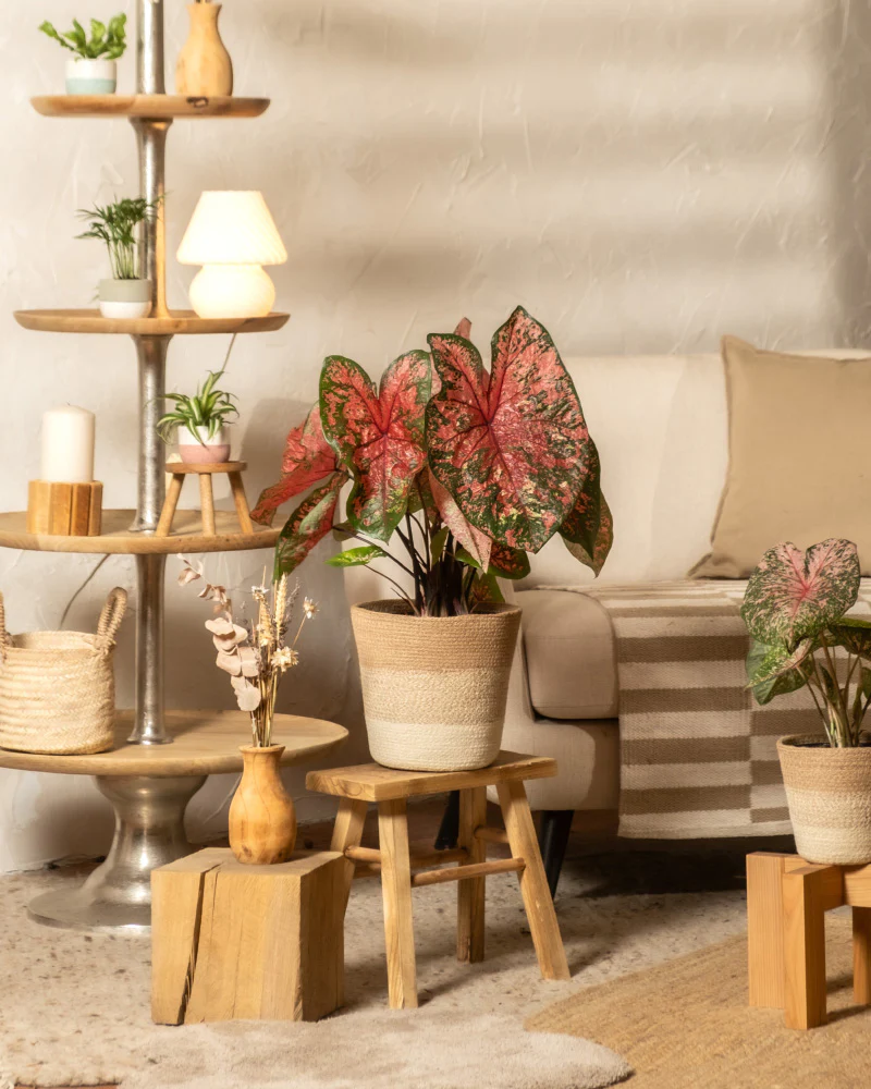 Caladium 'Lava Glow' - Image 4