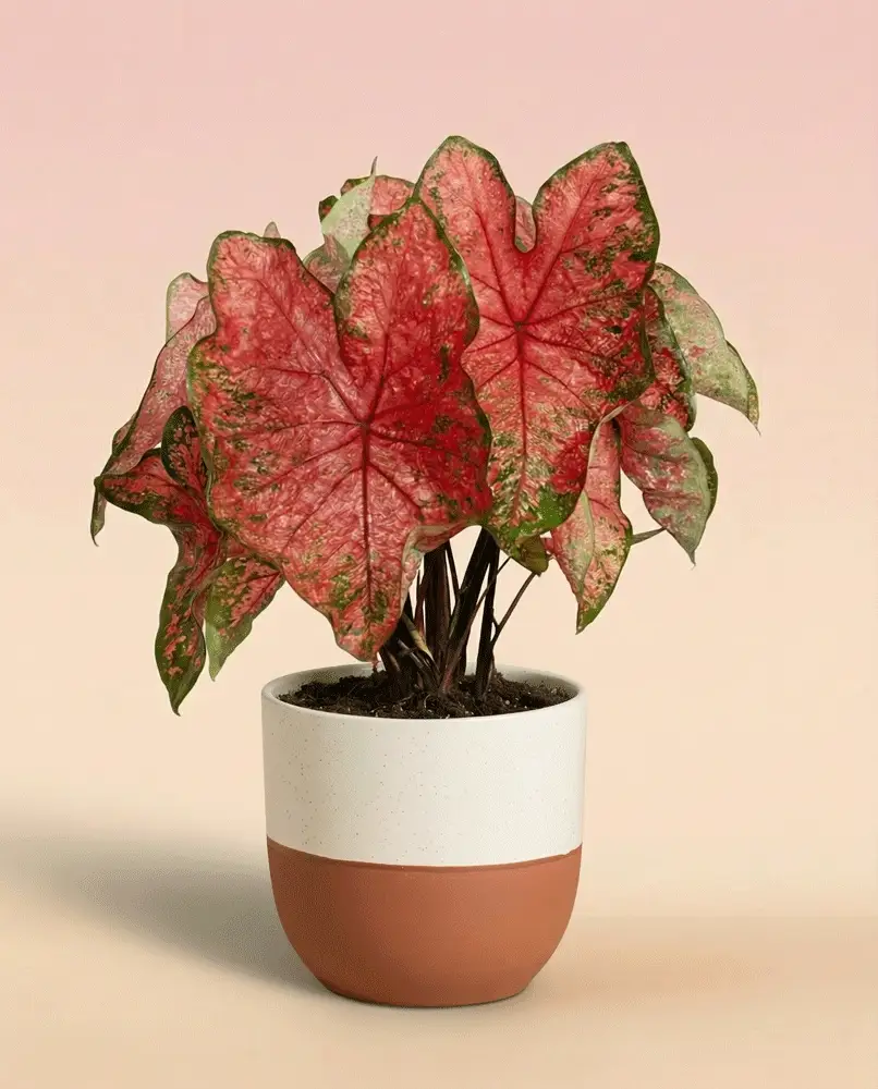 Caladium 'Lava Glow' - Image 5