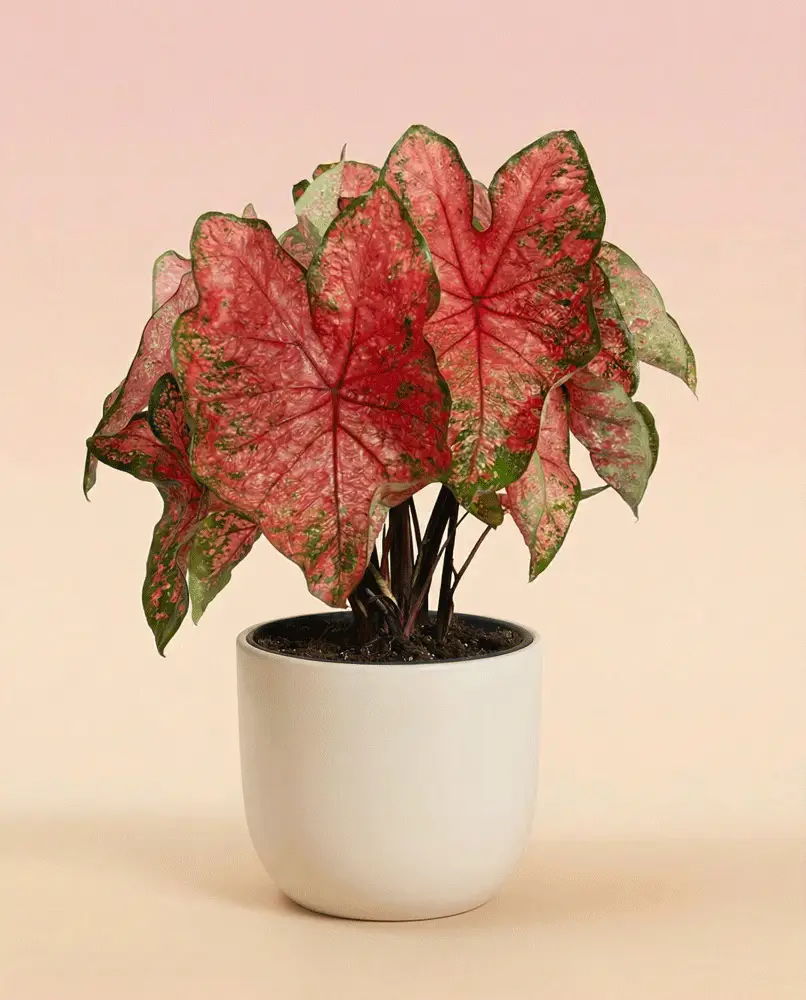 Caladium 'Lava Glow' - Image 6