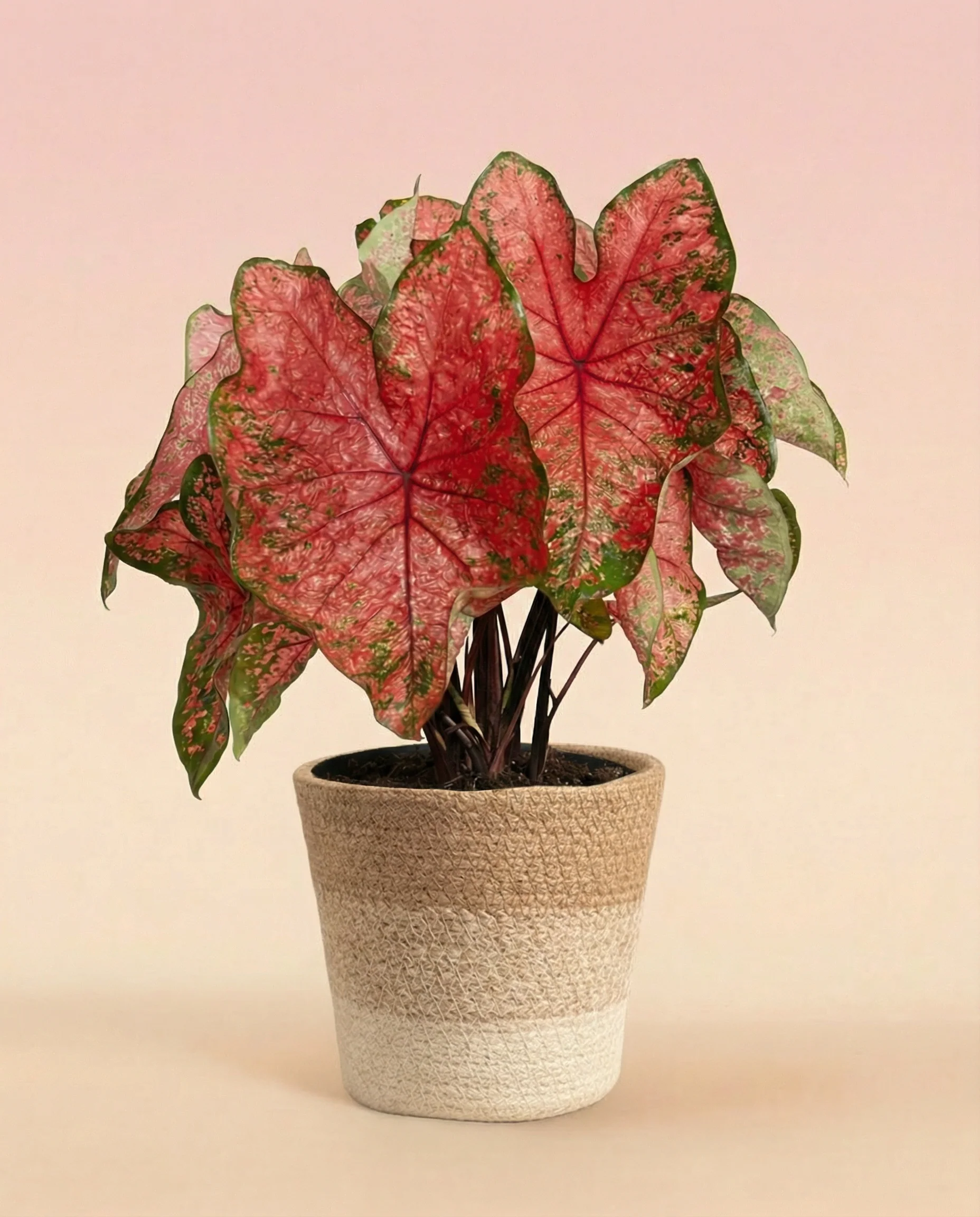 Caladium 'Lava Glow' - Image 7