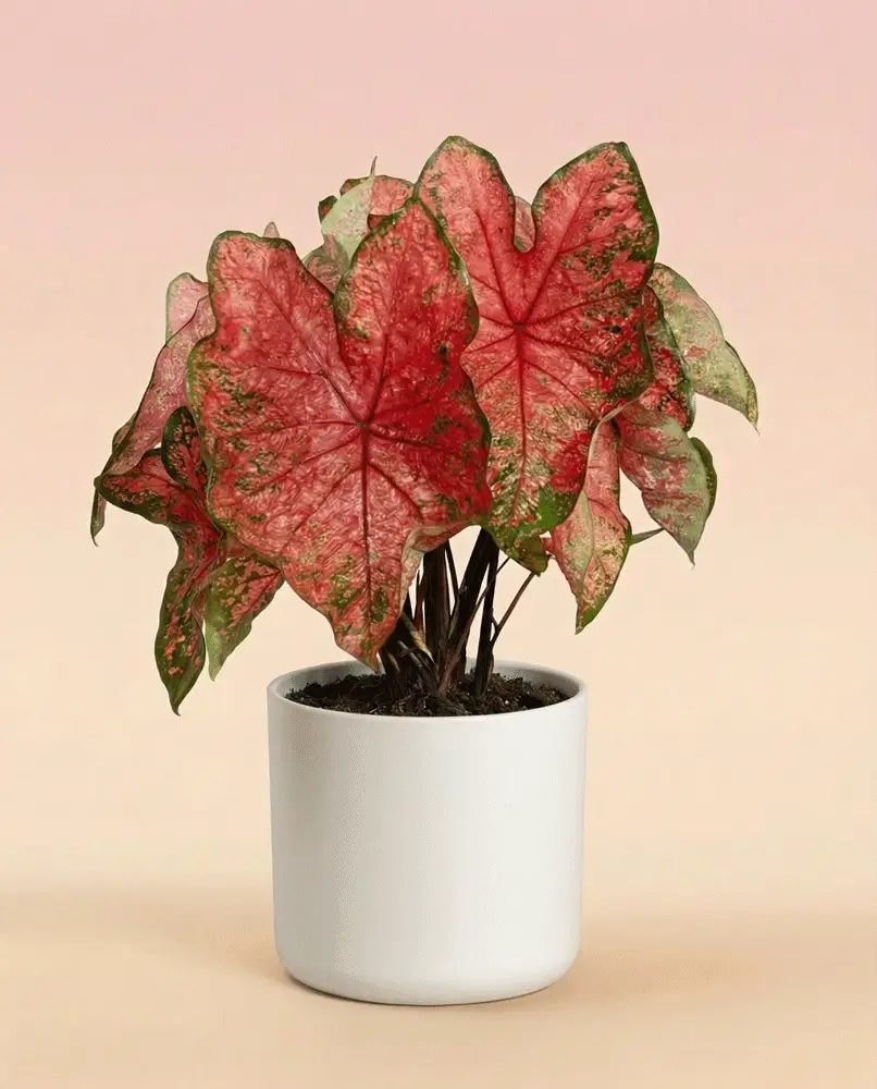 Caladium 'Lava Glow' - Image 8