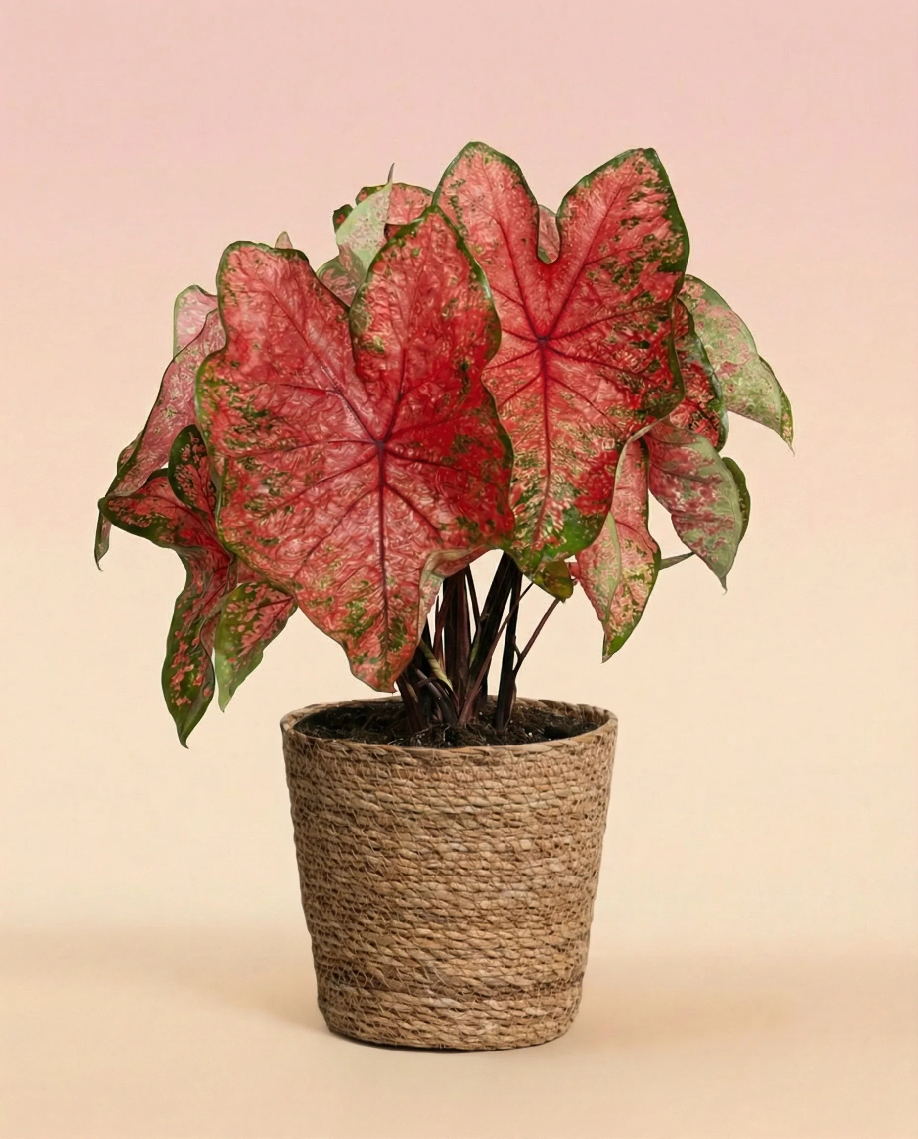 Caladium 'Lava Glow' - Image 9