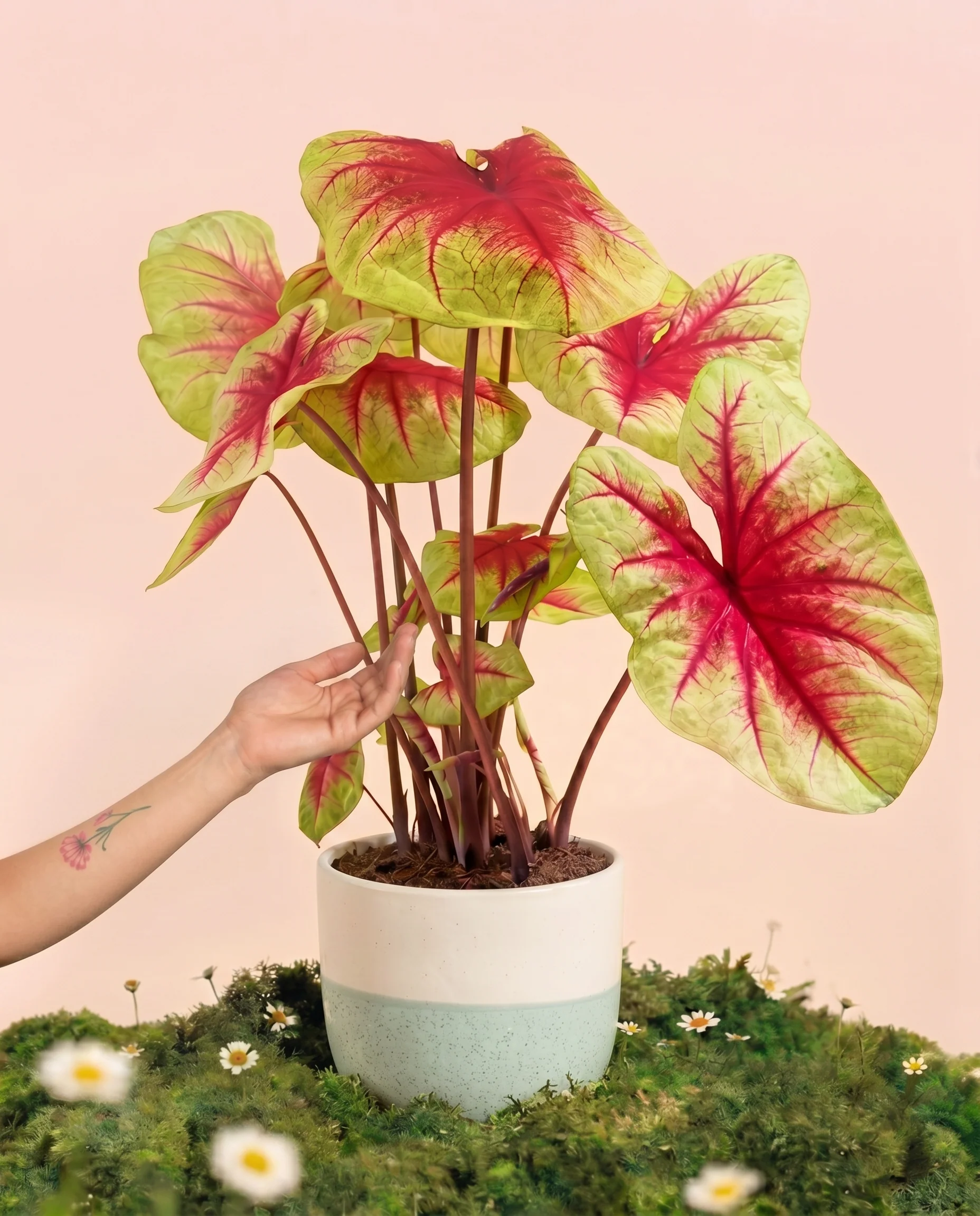 Caladium 'Lemon Blush'