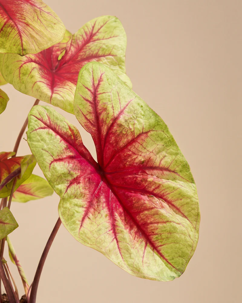 Caladium 'Lemon Blush' - Image 10