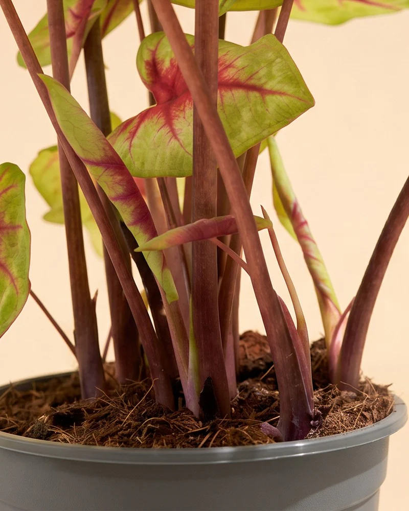 Caladium 'Lemon Blush' - Image 11