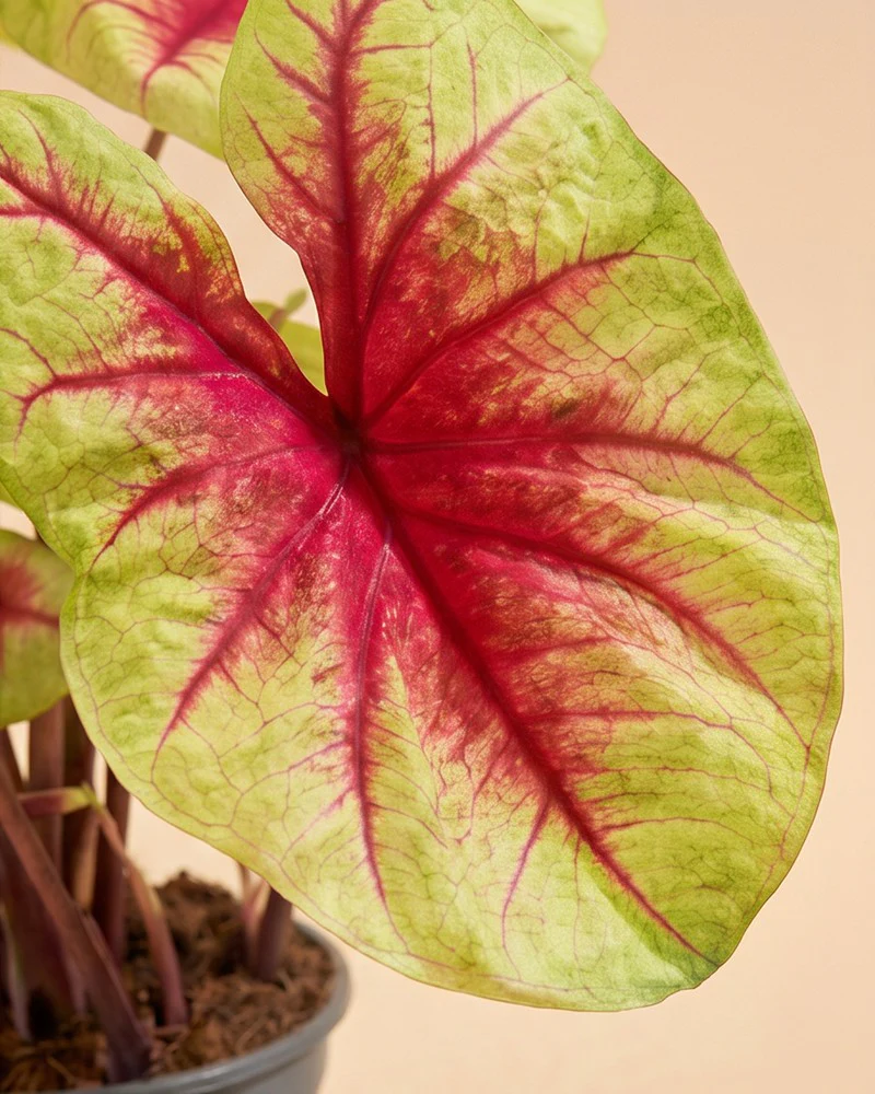 Caladium 'Lemon Blush' - Image 12