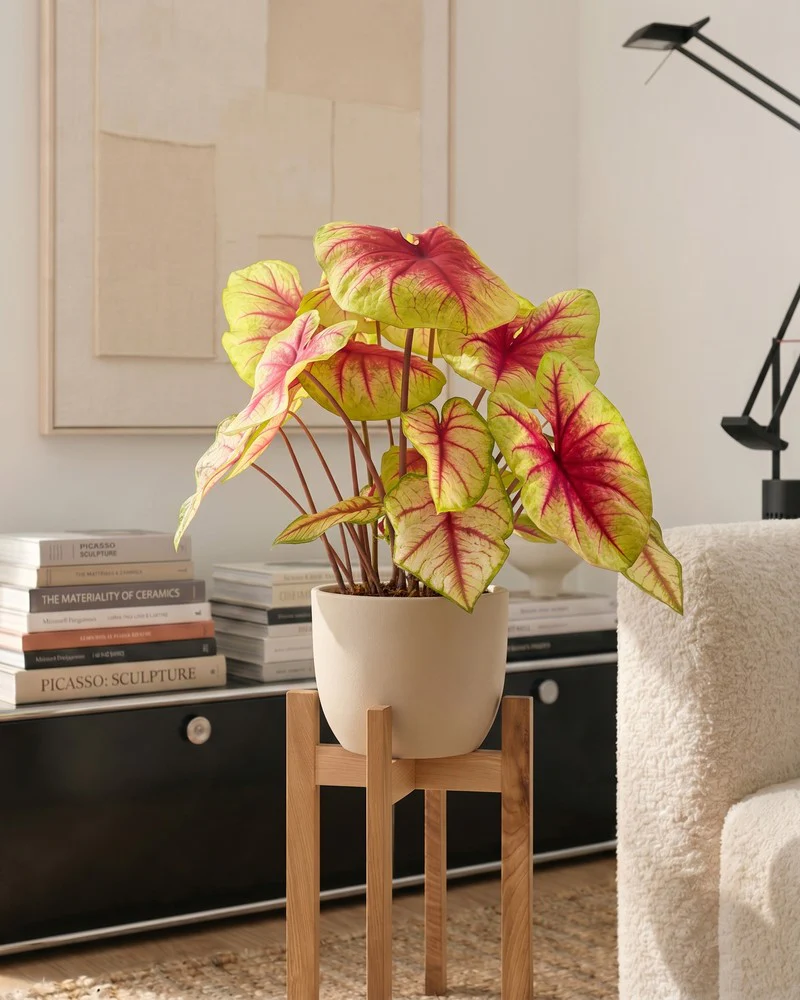 Caladium 'Lemon Blush' - Image 2