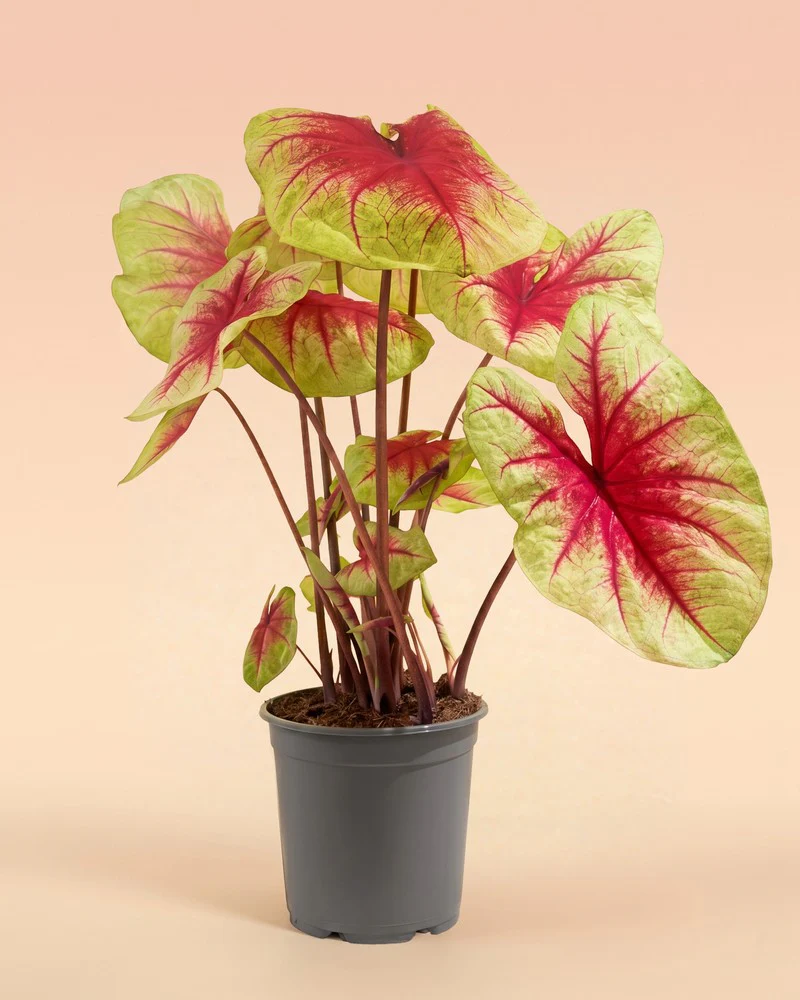 Caladium 'Lemon Blush' - Image 3