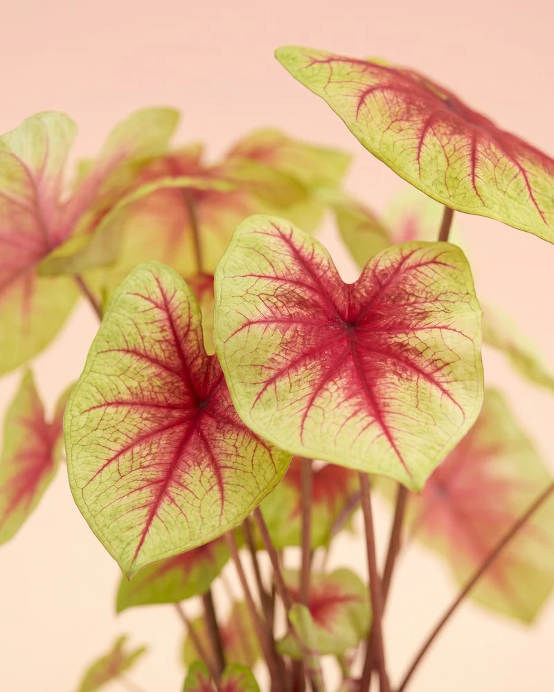 Caladium 'Lemon Blush' - Image 4