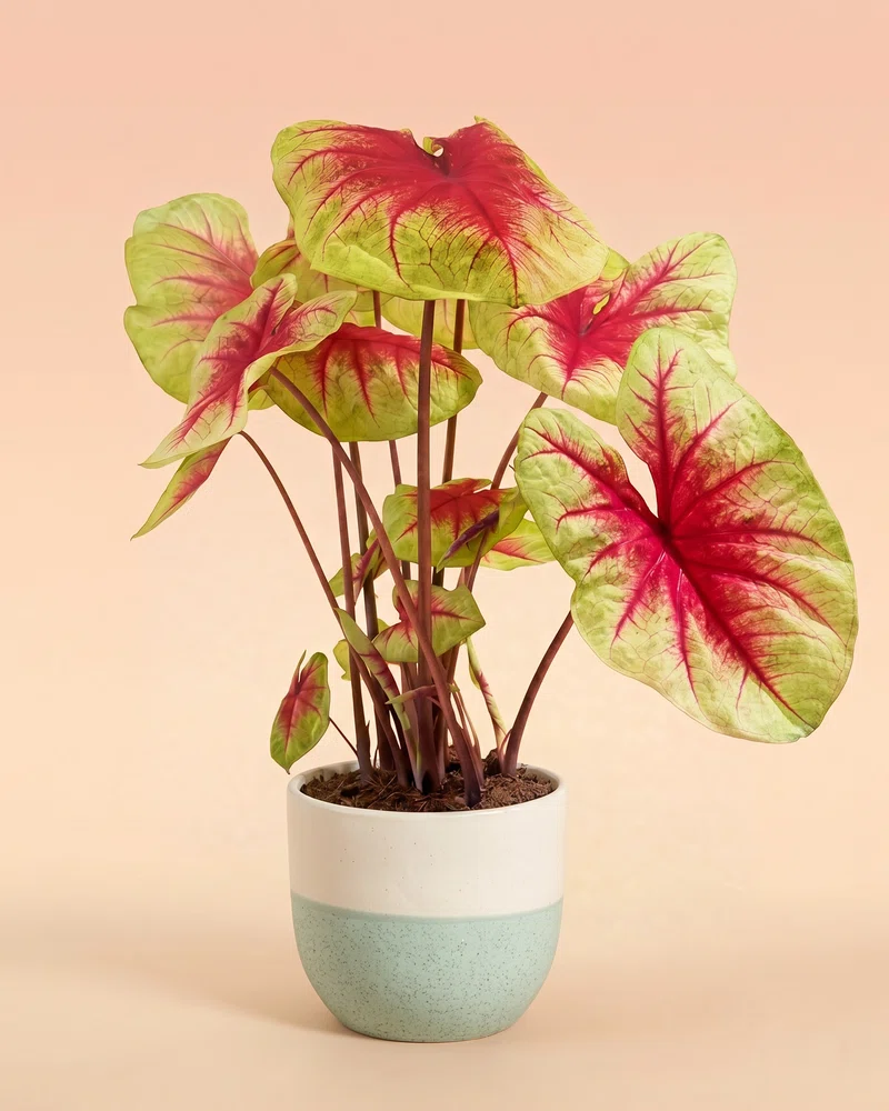 Caladium 'Lemon Blush' - Image 5