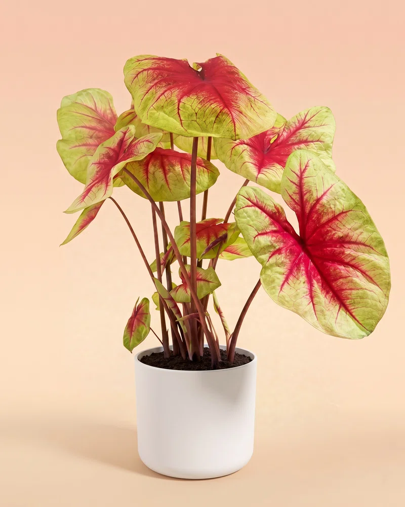 Caladium 'Lemon Blush' - Image 6