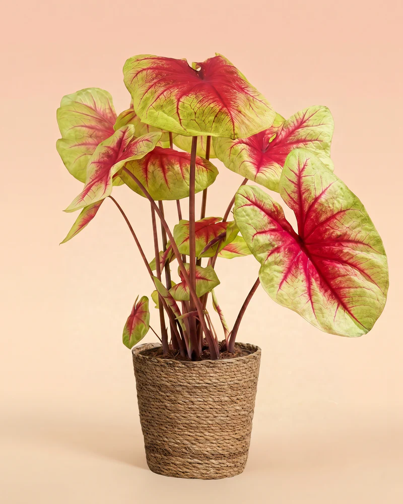 Caladium 'Lemon Blush' - Image 7