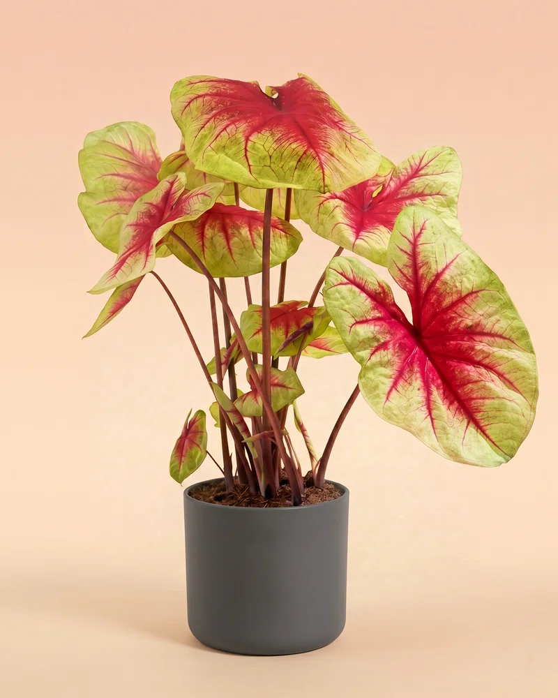Caladium 'Lemon Blush' - Image 8