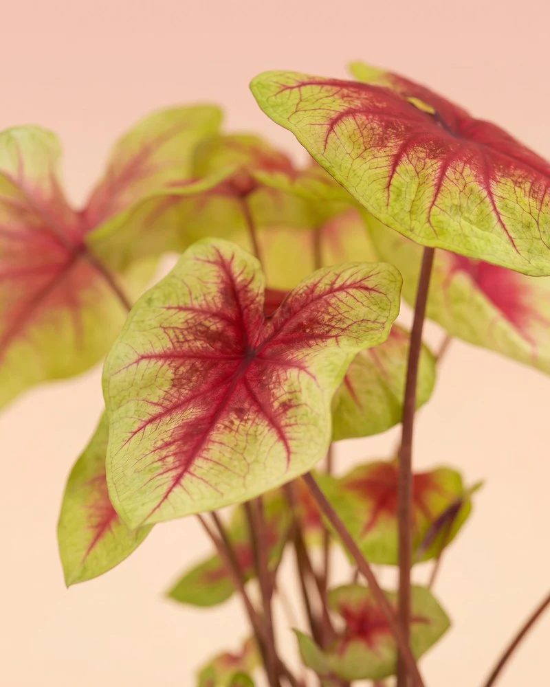 Caladium 'Lemon Blush' - Image 9