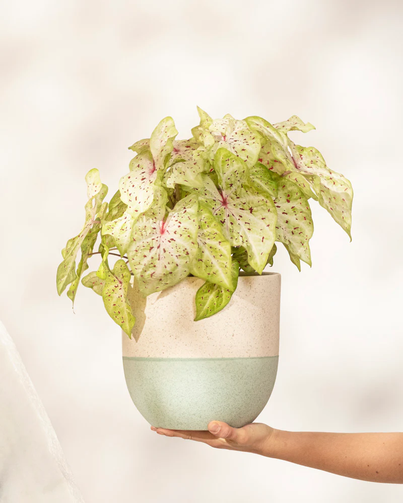 Caladium 'Miss Muffet'