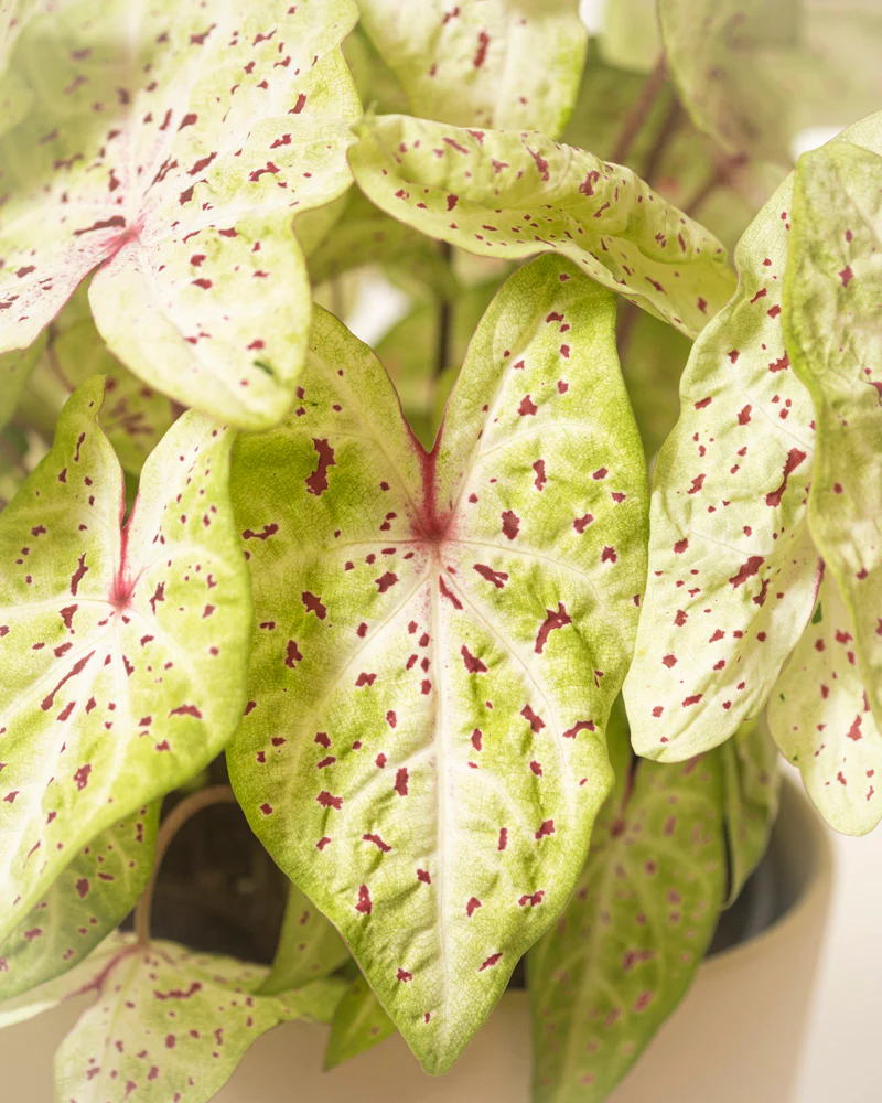Caladium 'Miss Muffet' - Image 2