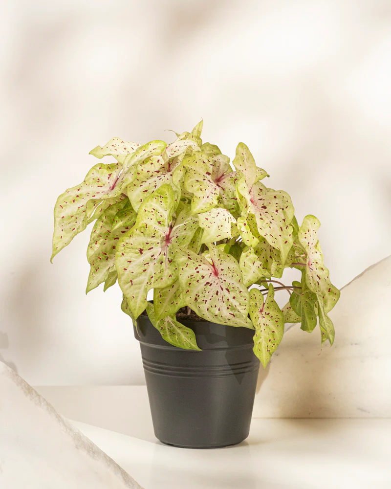 Caladium 'Miss Muffet' - Image 3