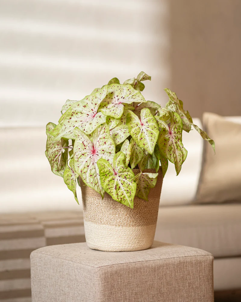 Caladium 'Miss Muffet' - Image 4
