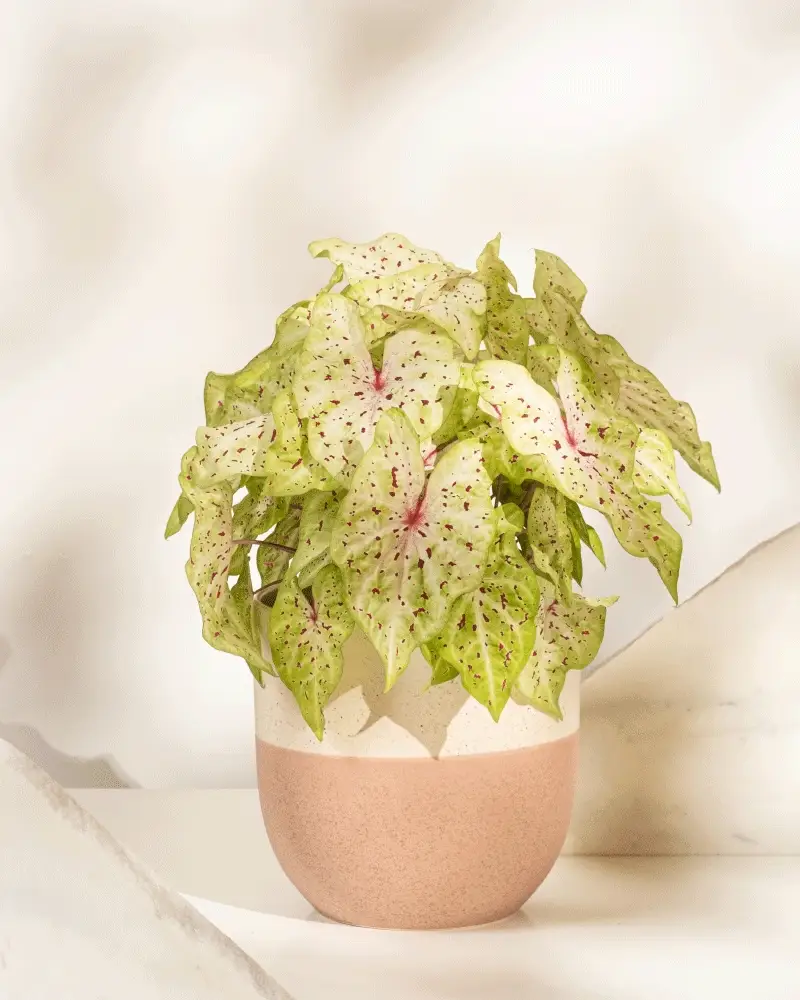 Caladium 'Miss Muffet' - Image 5