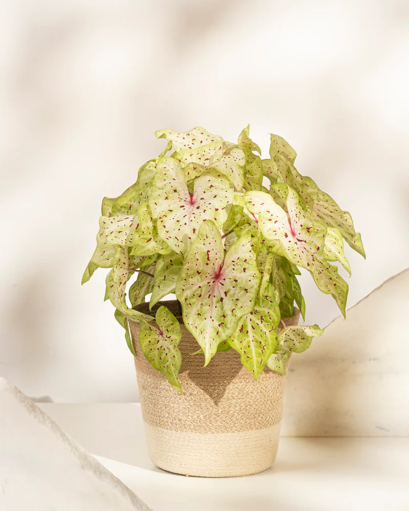 Caladium 'Miss Muffet' - Image 6