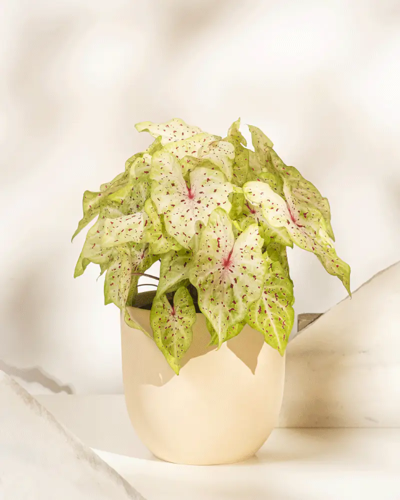 Caladium 'Miss Muffet' - Image 7