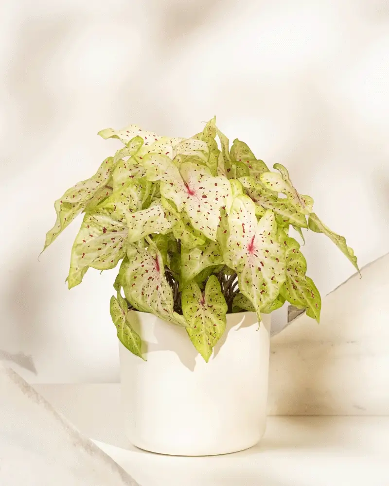Caladium 'Miss Muffet' - Image 8