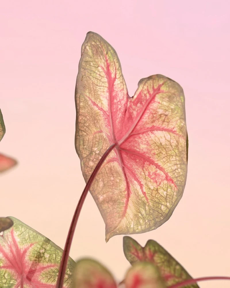 Caladium 'Party Punch' - Image 14