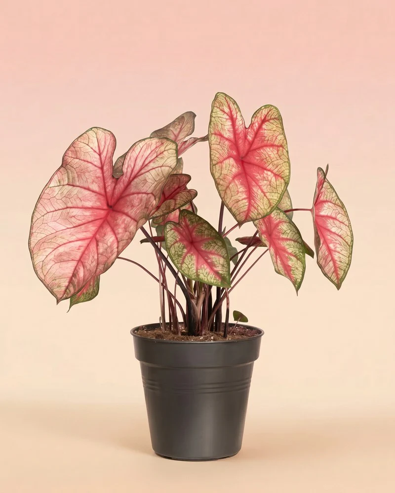 Caladium 'Party Punch' - Image 3